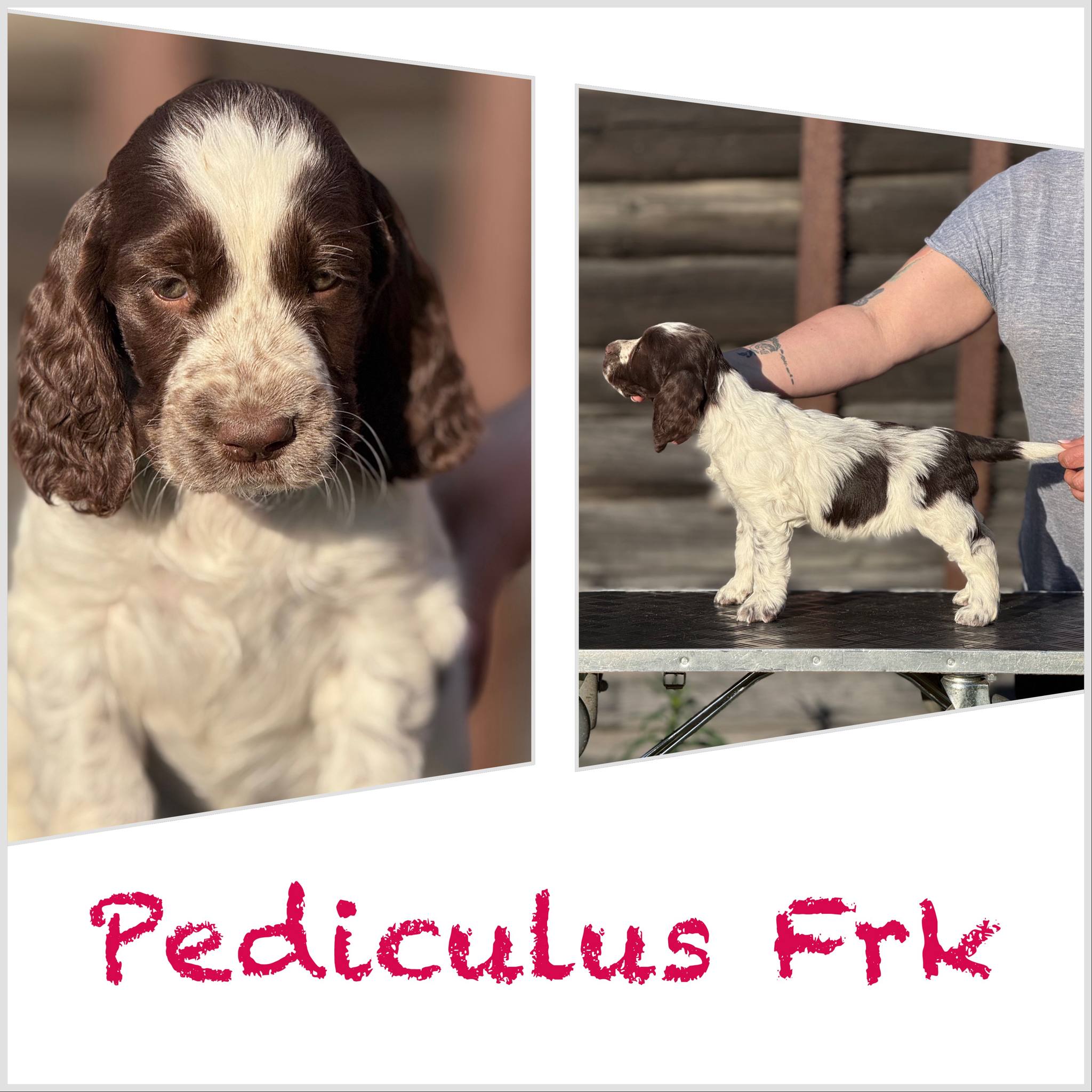 Pediculus Frk. Pediculus Frk.