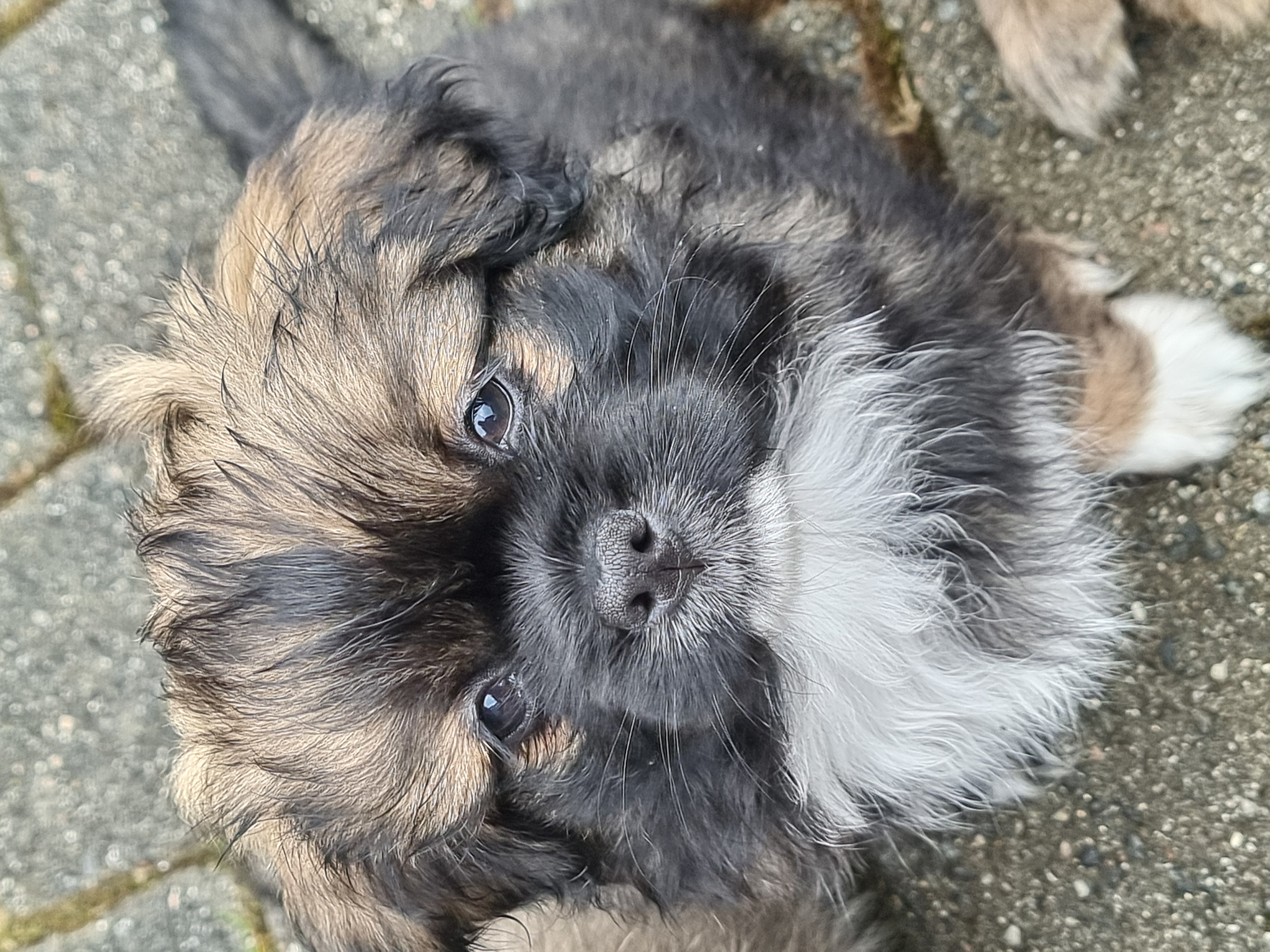Louie Louie