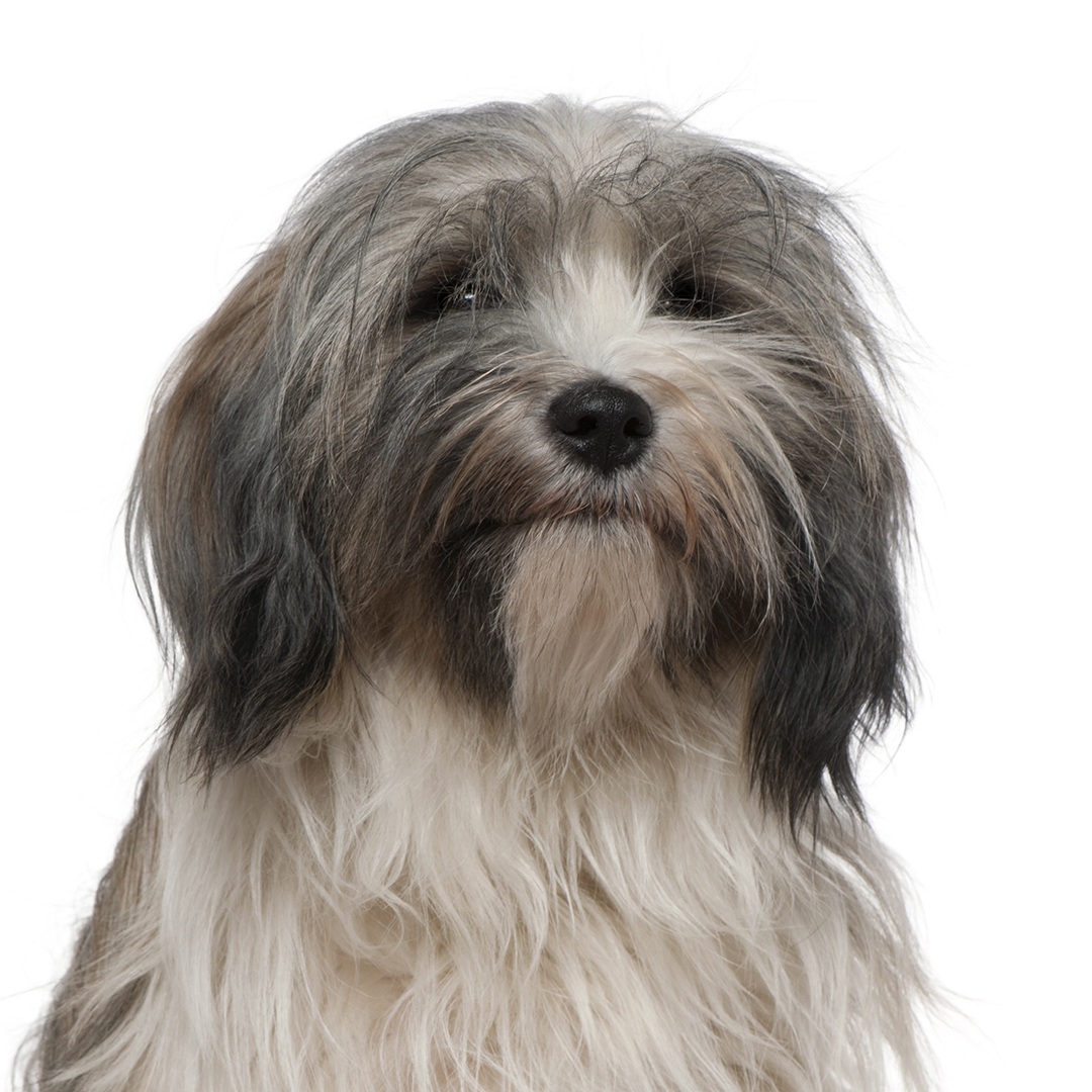 Tibetansk terrier