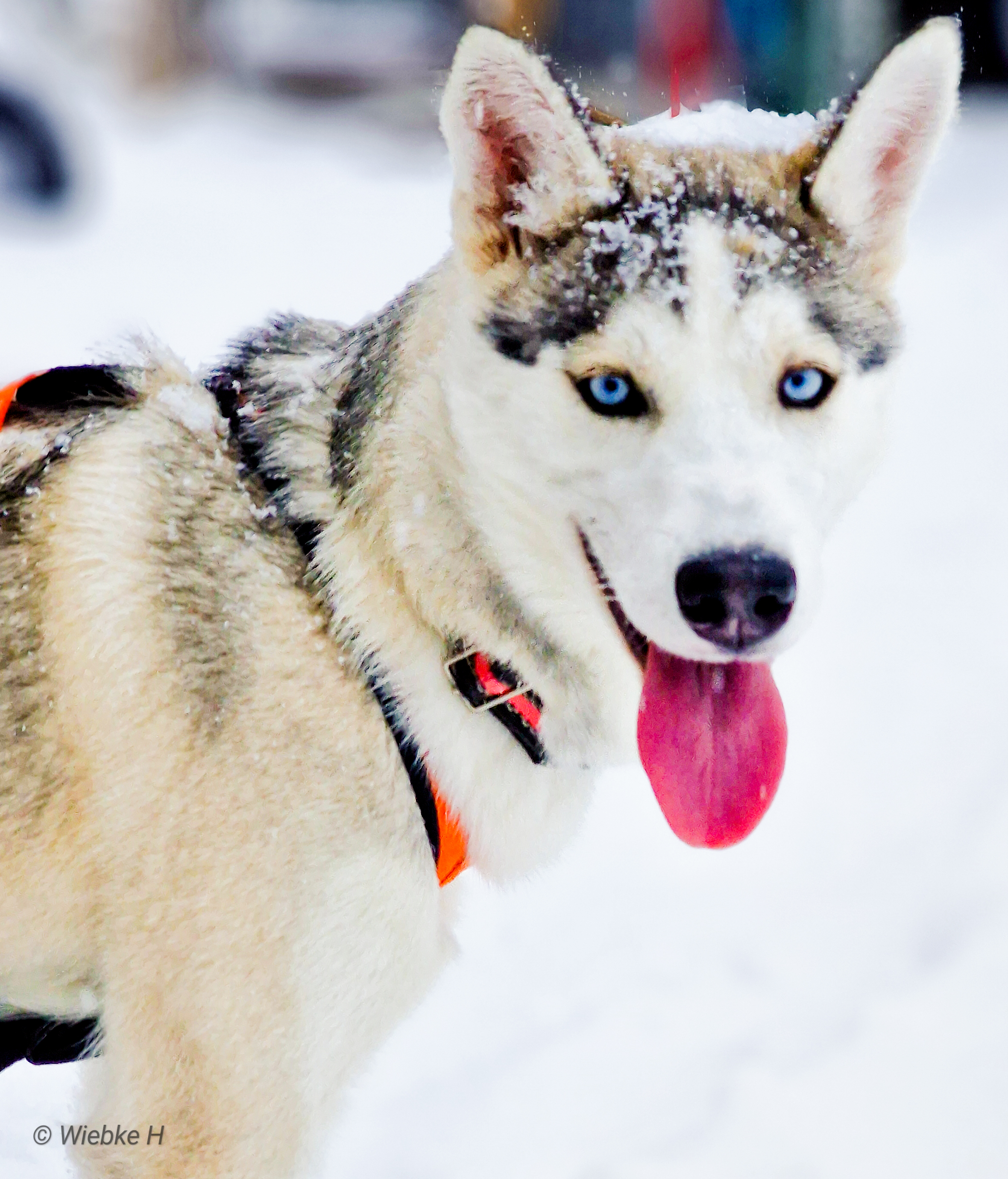 Active Siberians Atsanik Iluq