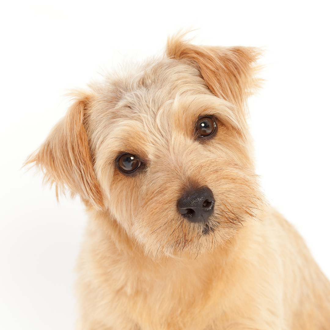 Norfolk terrier Norfolk terrier