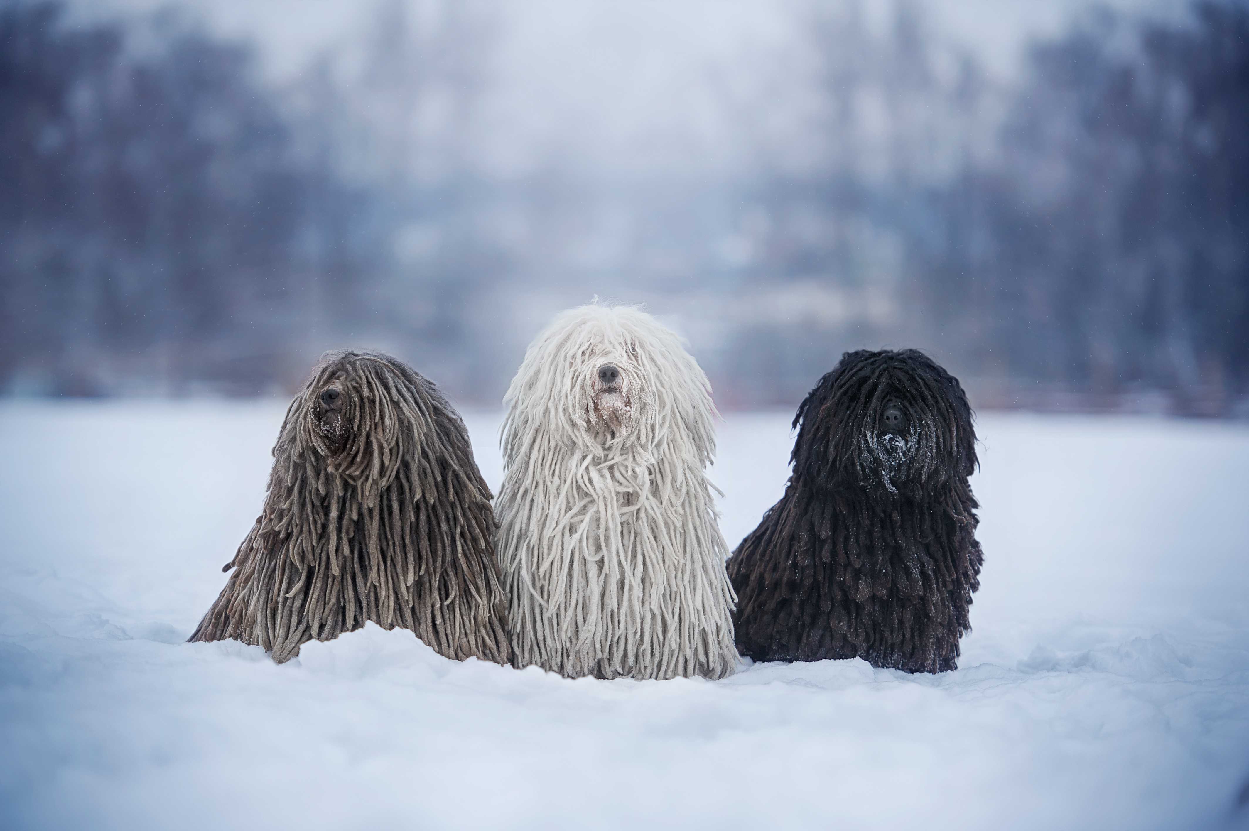 Puli Puli