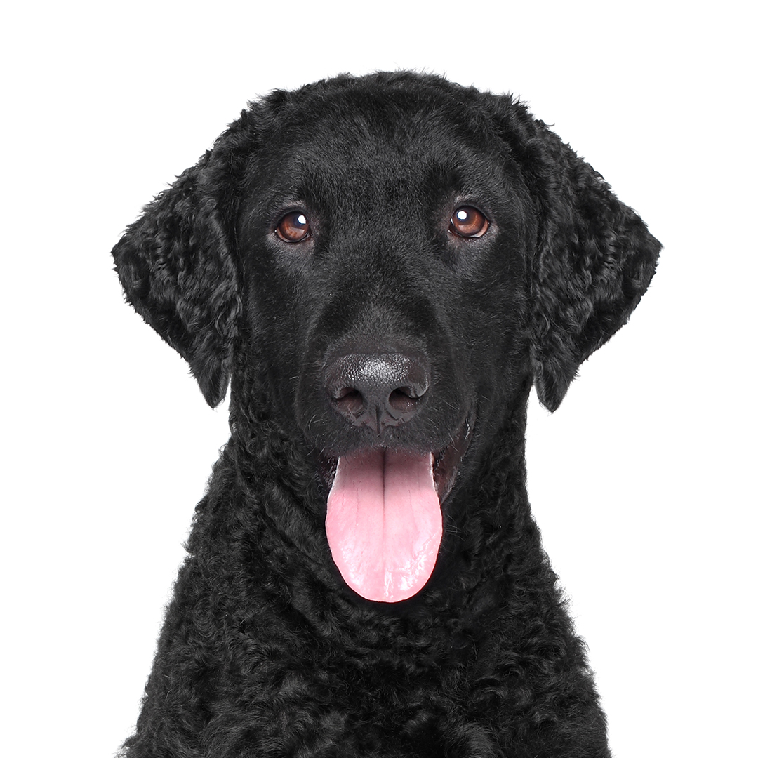 Curly coated retriever Curly coated retriever