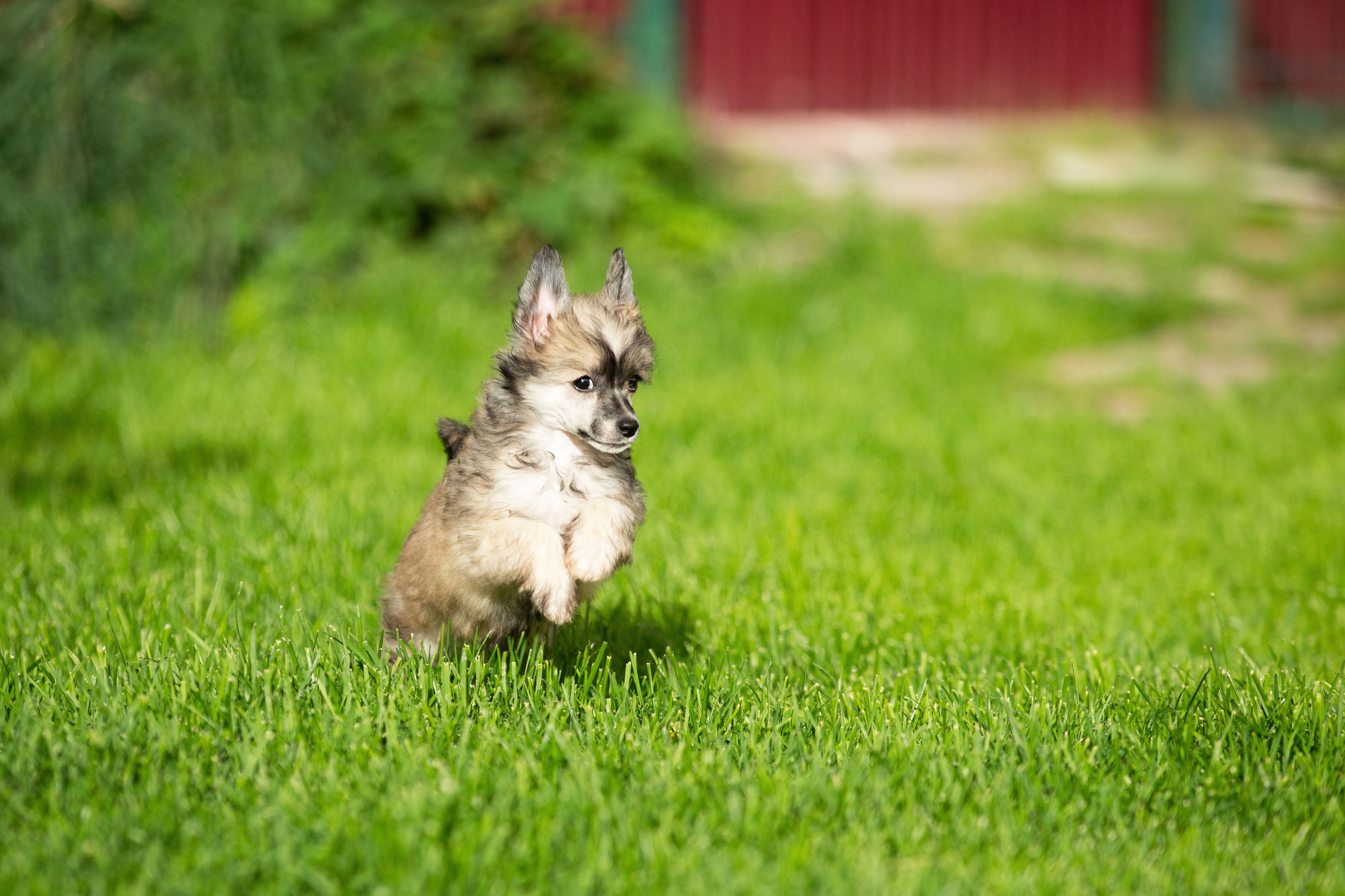 Chinese crested powderpuff