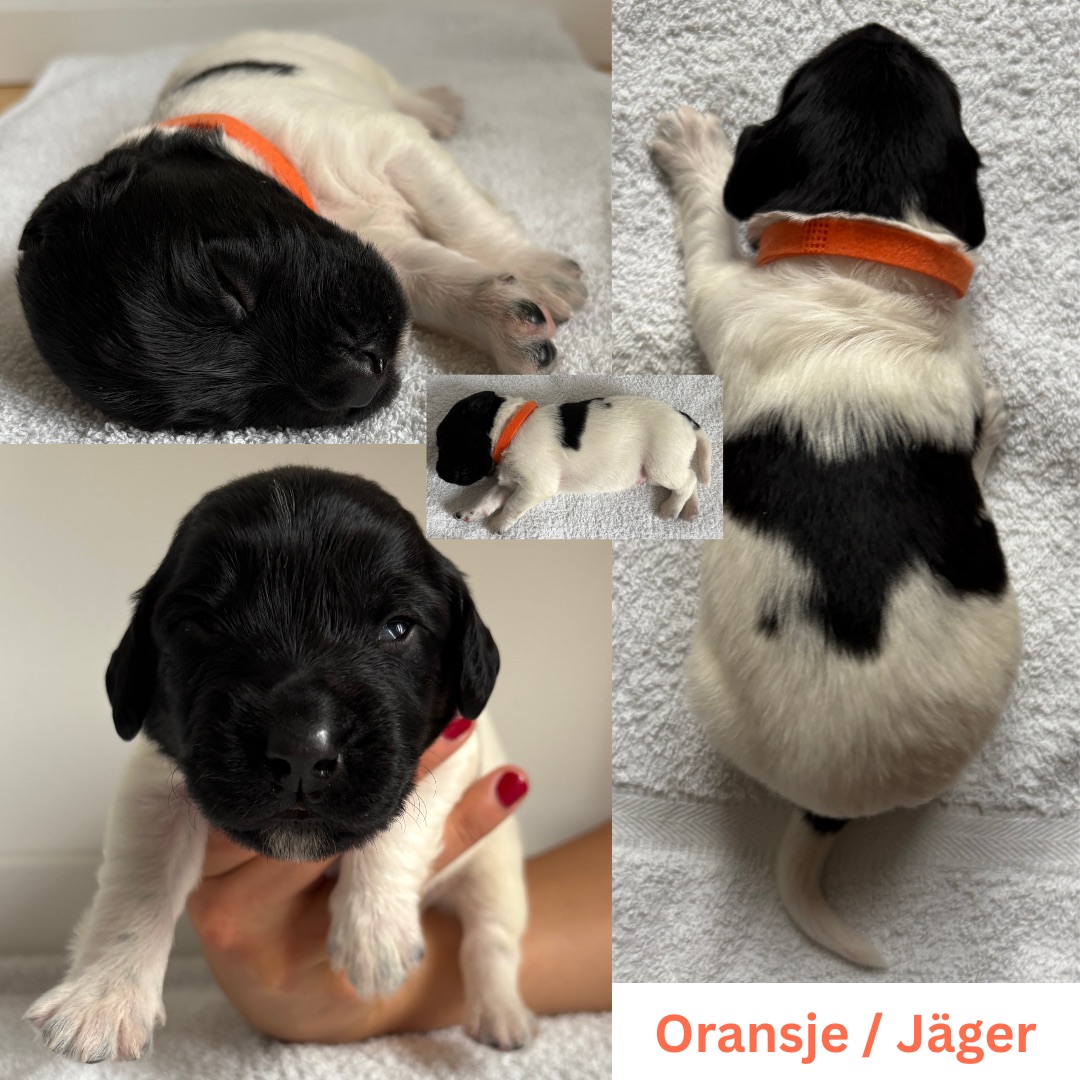 Aspiring Jäger