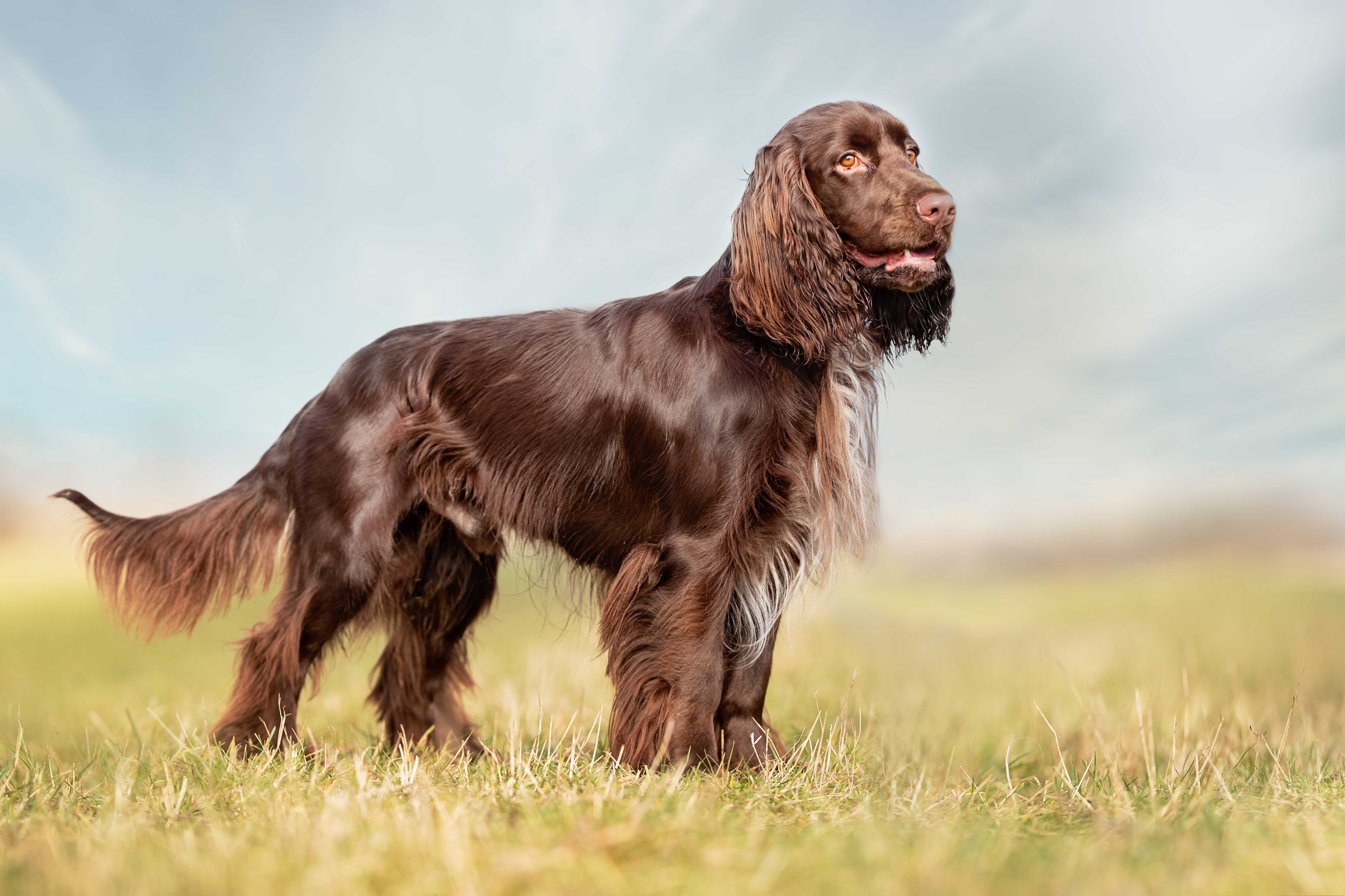 Field spaniel Field spaniel