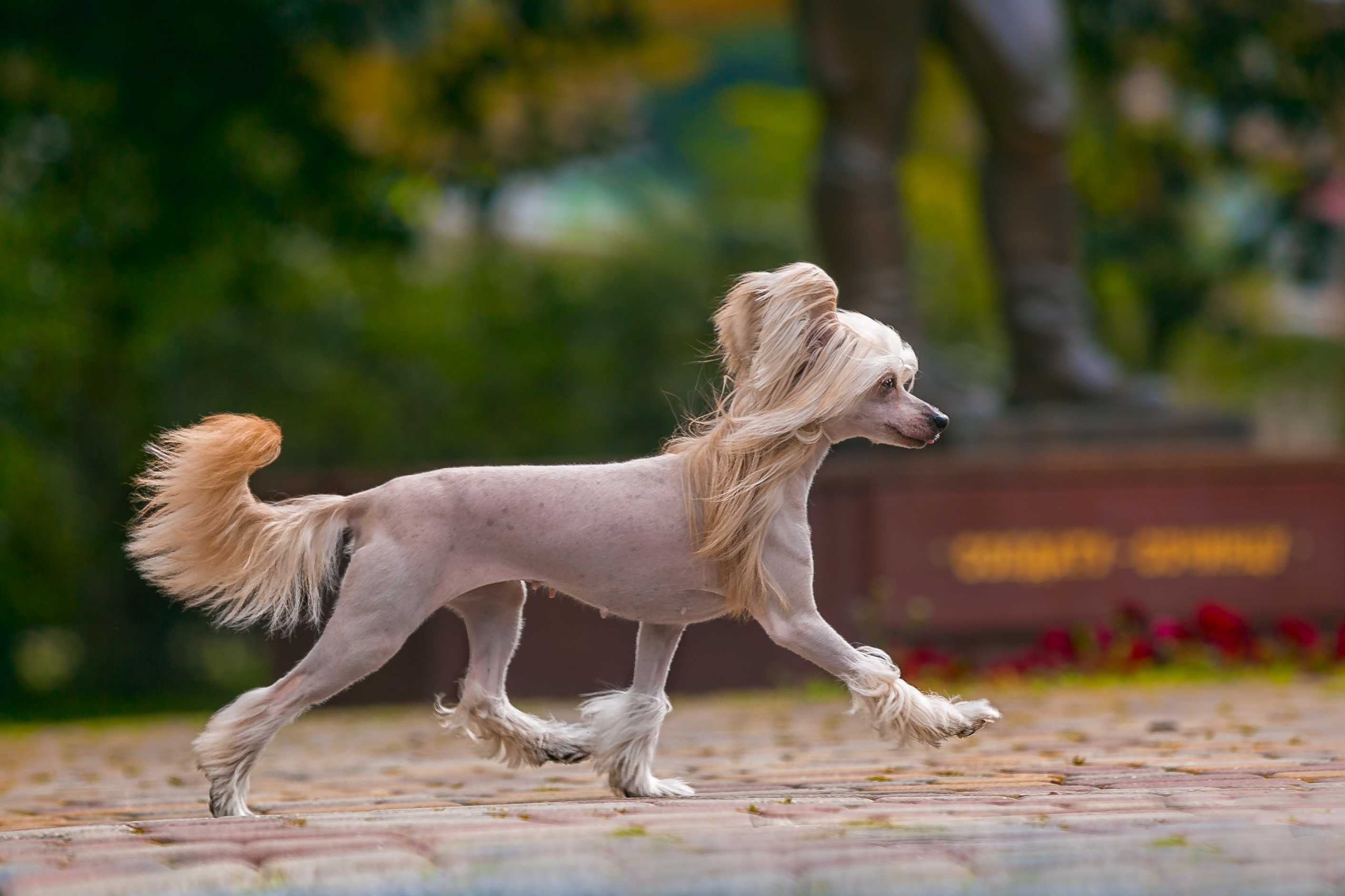 Chinese crested