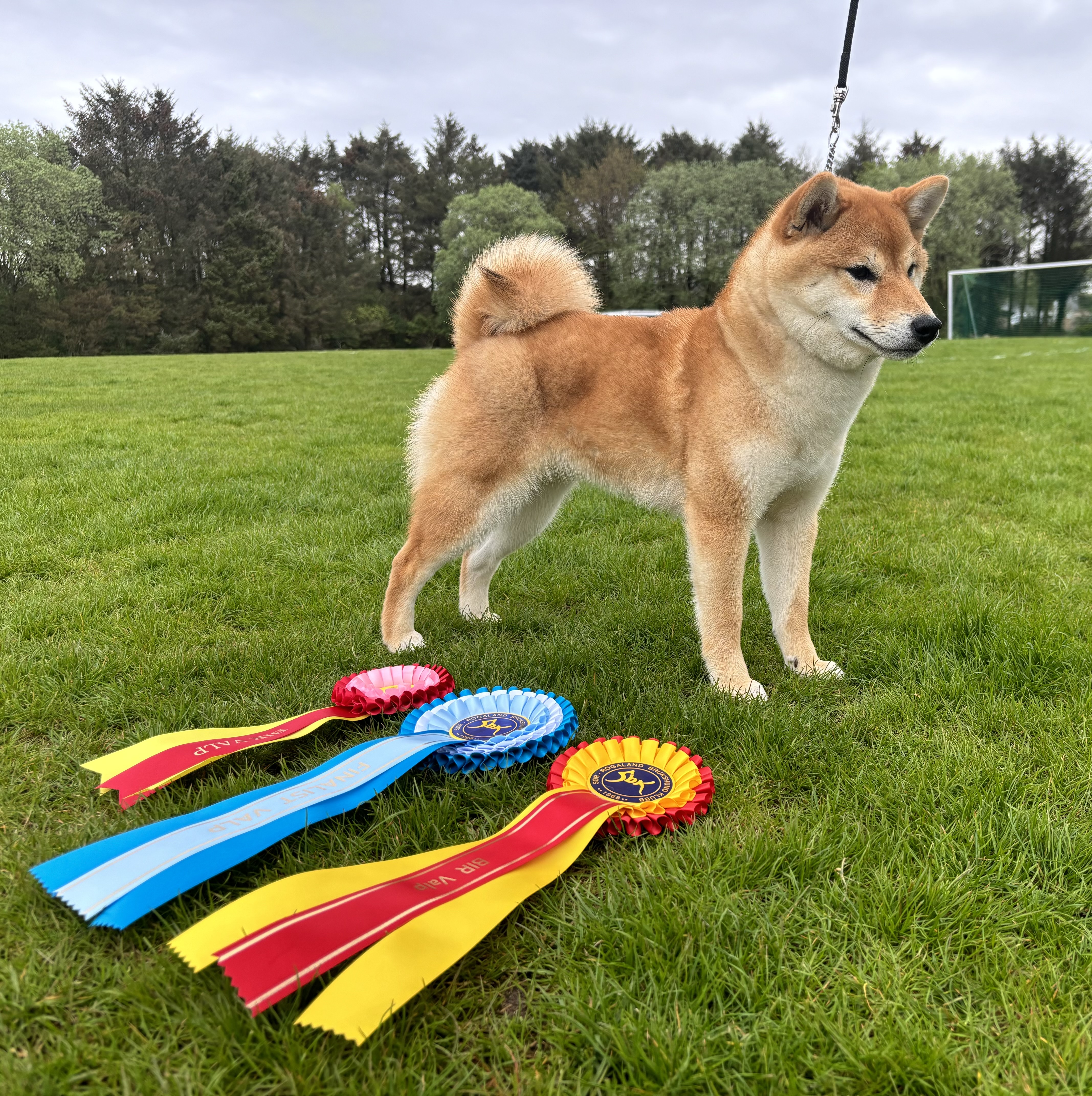 Ølenskjold’s Minerva  Ølenskjold’s Minerva