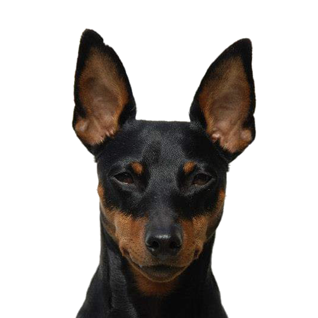 Dvergpinscher