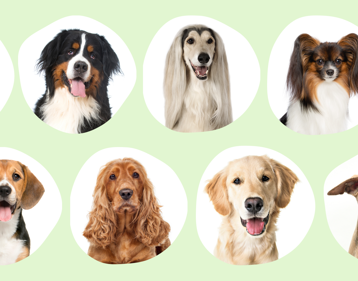 Hvilken hunderase skal du velge?