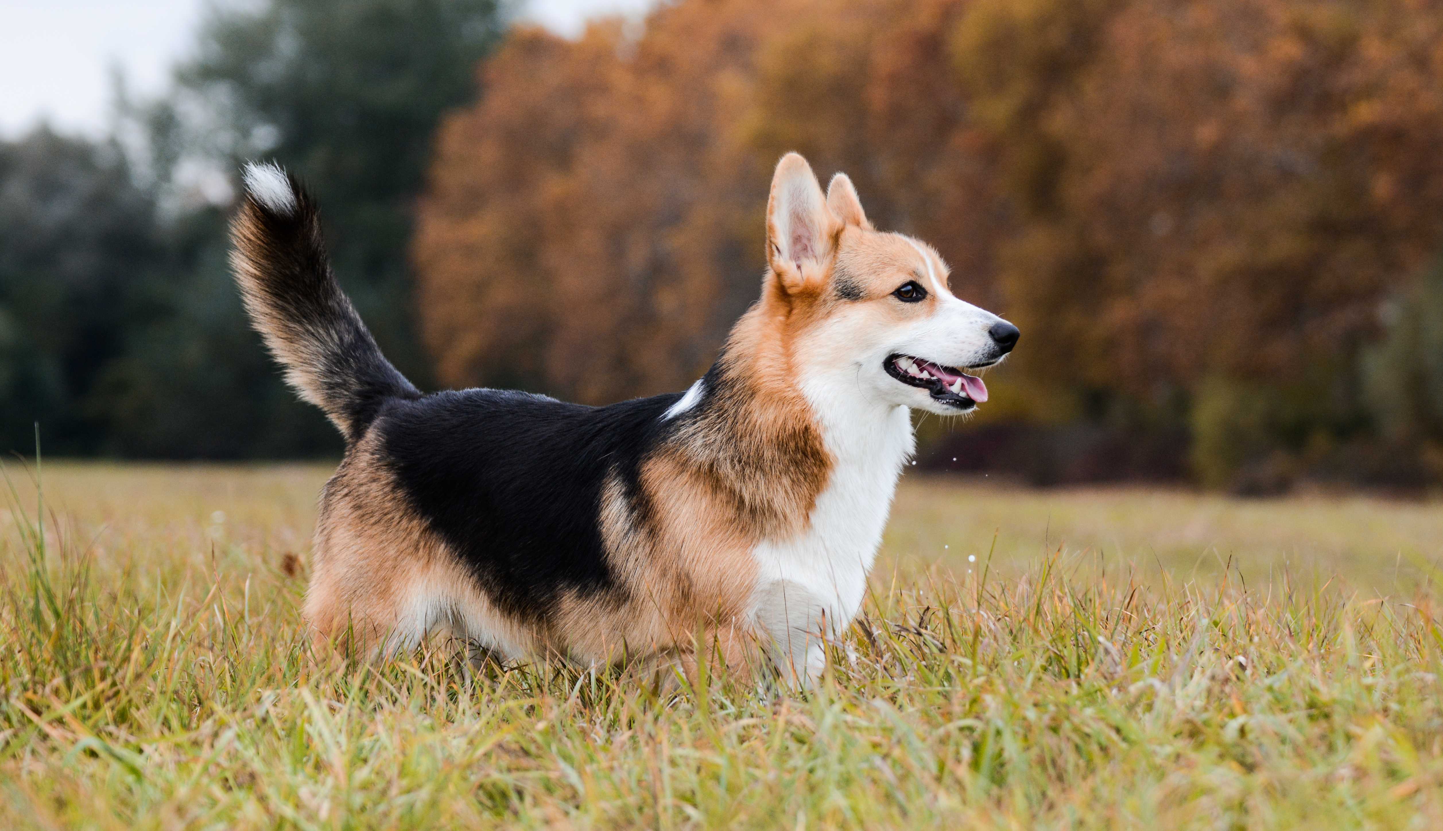 Welsh corgi pembroke