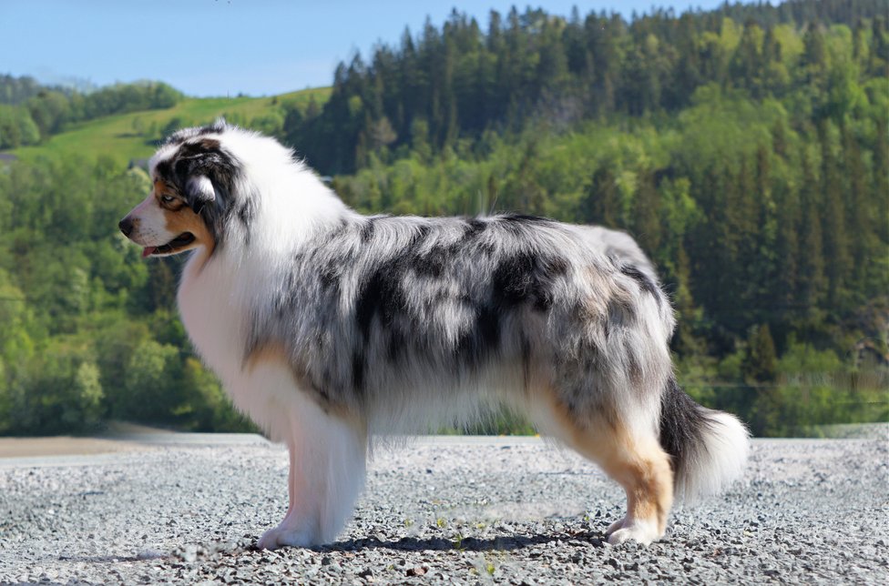 Heavenly Revenges King In The North