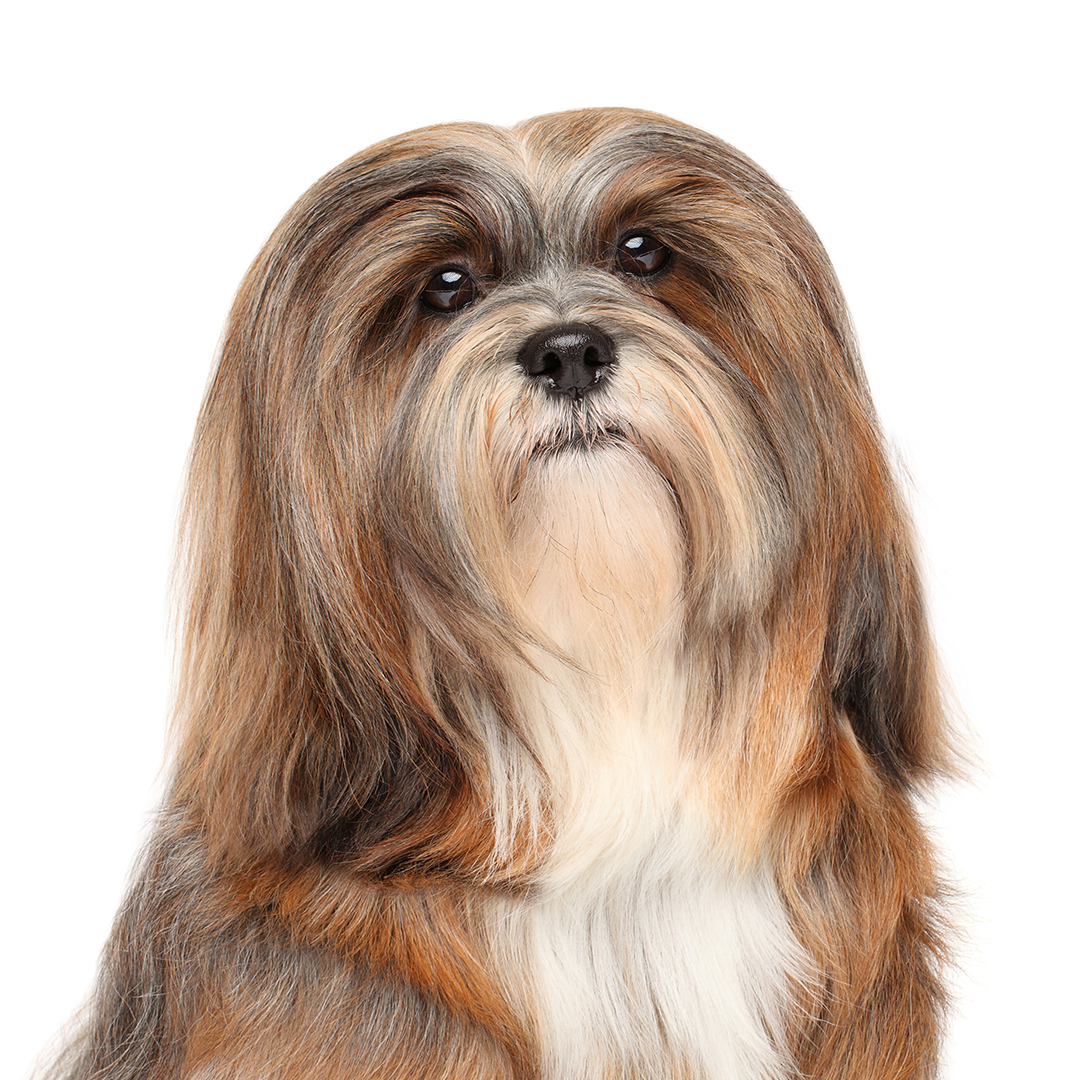 Lhasa apso