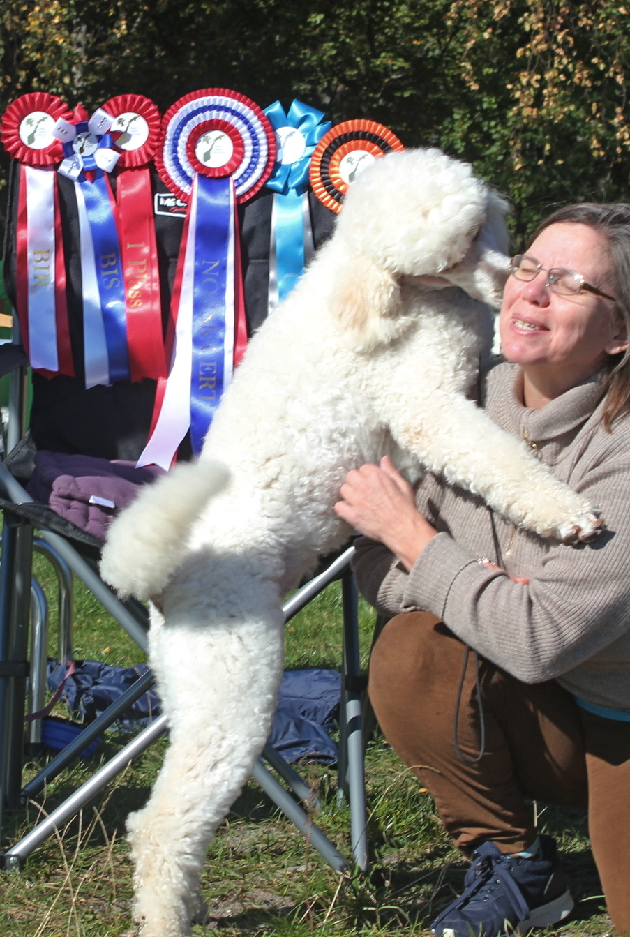 Kennel Dream Poodles X-KULL
