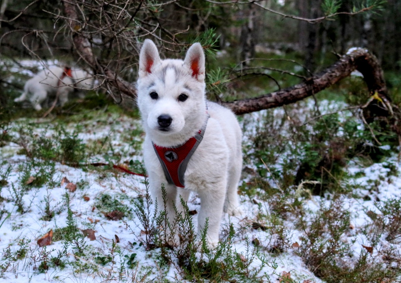 Snøfrost Vindfulle Rabbe