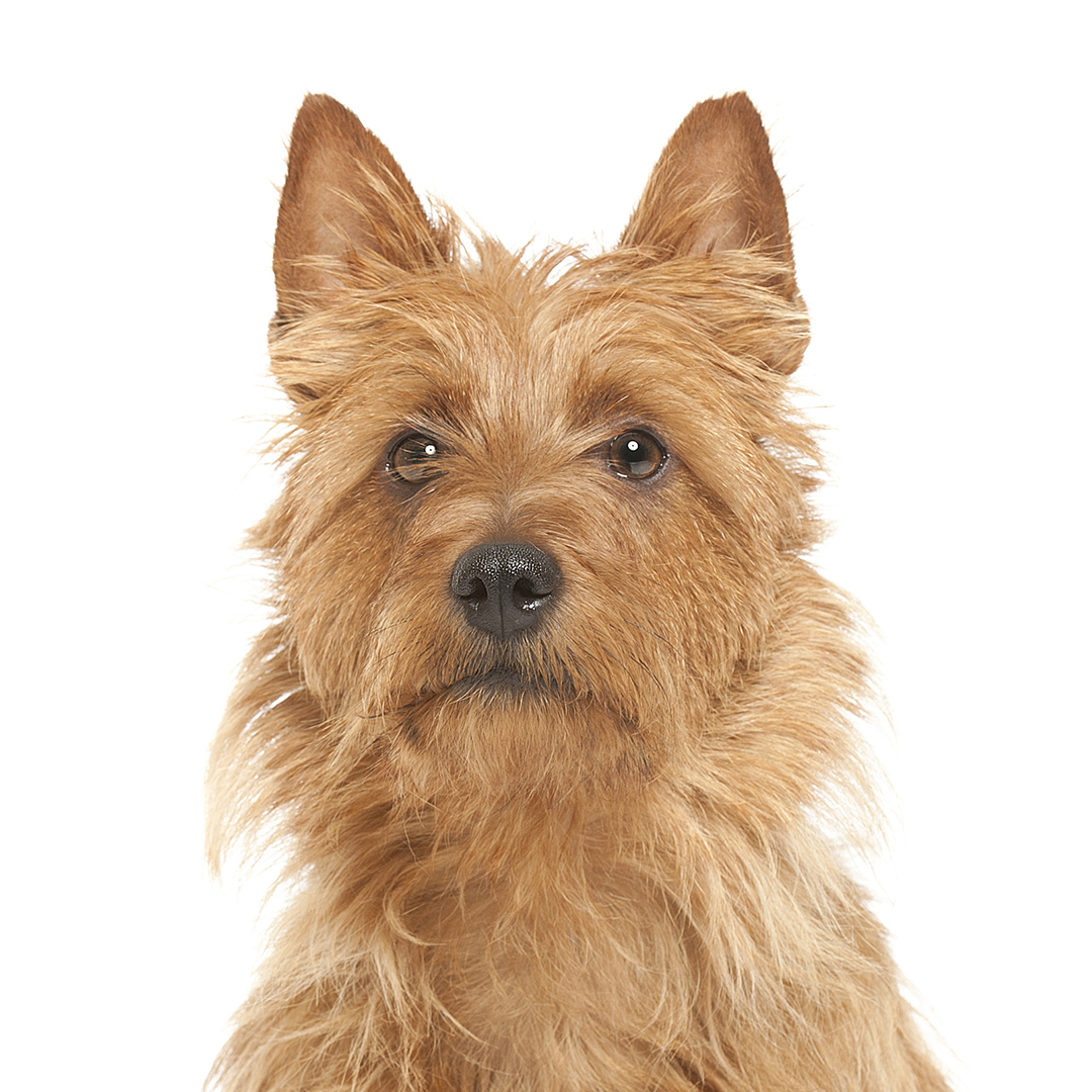 Australsk terrier