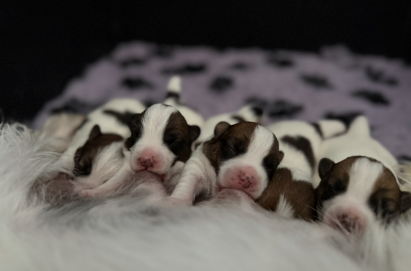 Jack russell terrier