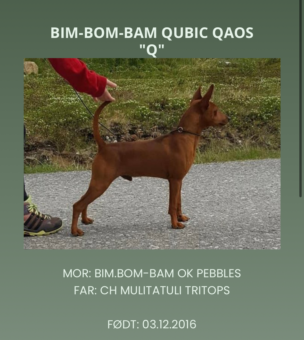 Bim-Bom-Bam Qubic Qaos