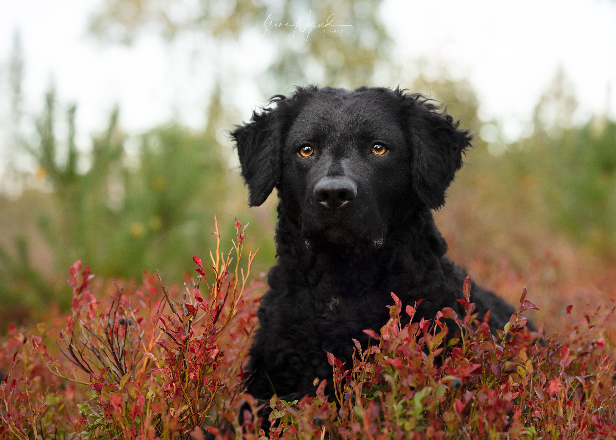 Kennel Malentha