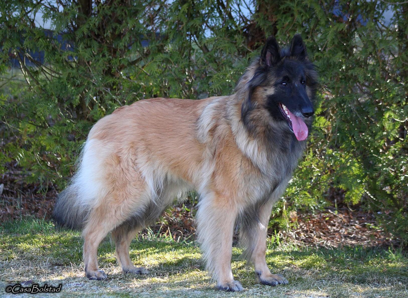 CasaBolstad’s Arya CasaBolstad’s Arya