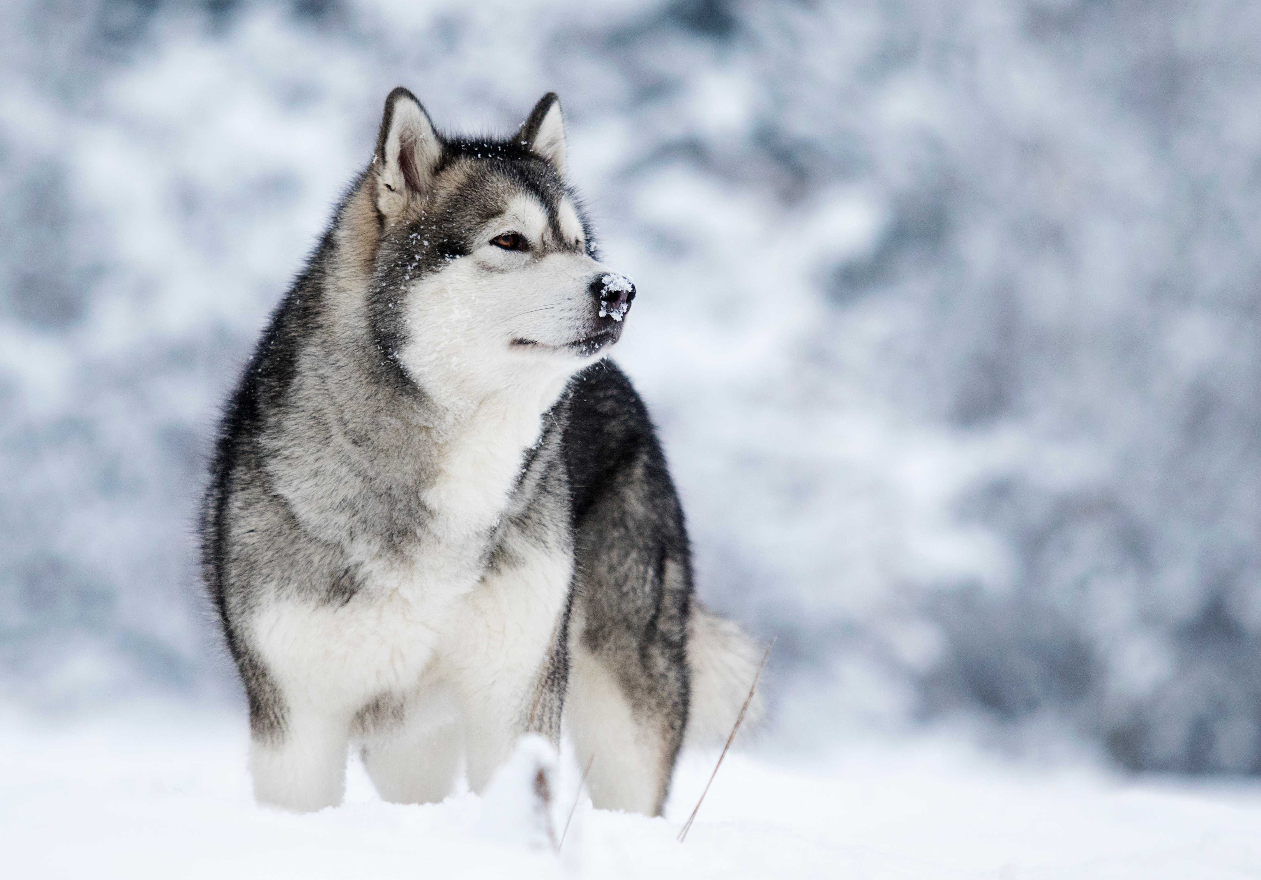 Alaskan malamute