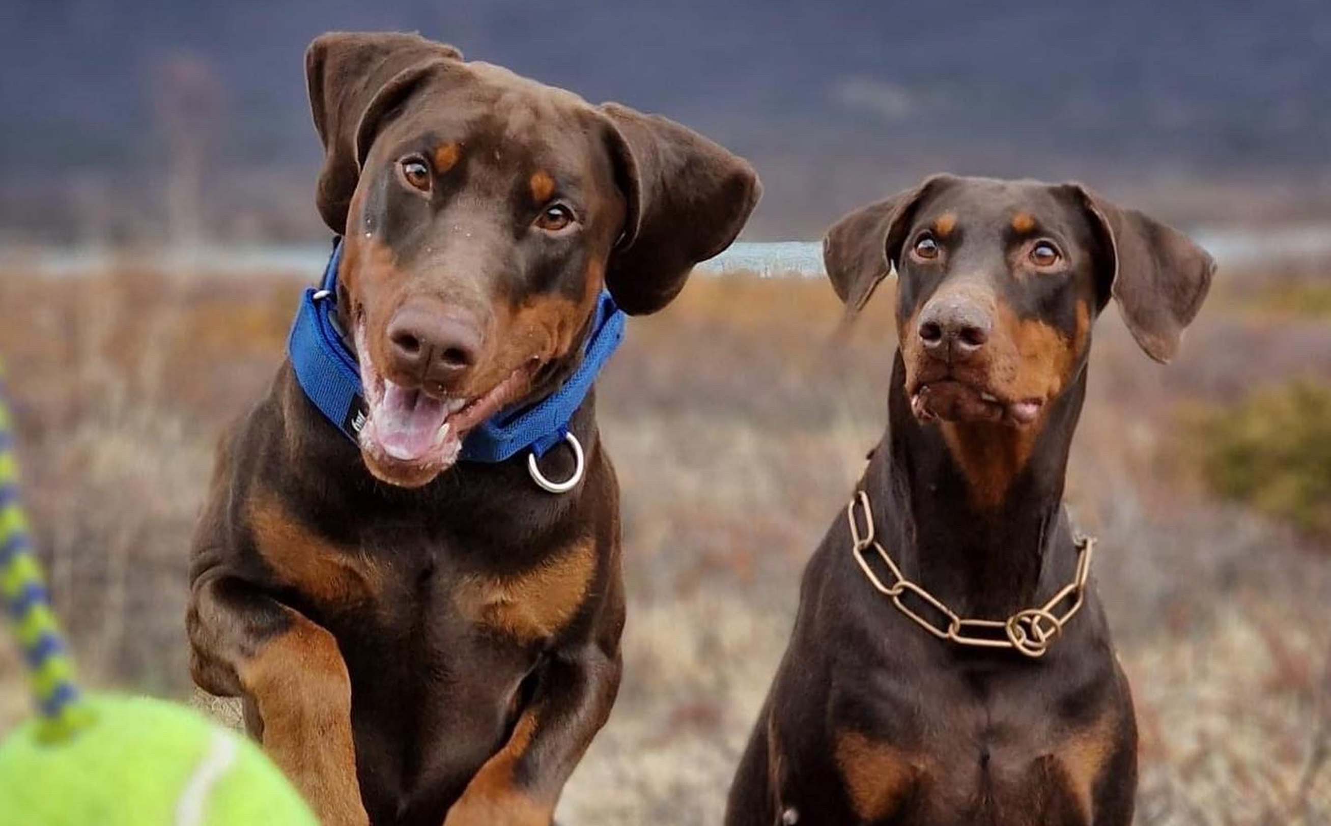 Dobermann med kraft og karakter Dobermann med kraft og karakter