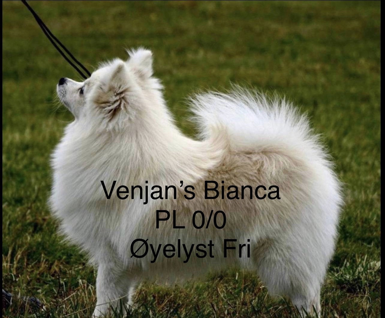 Venjan’s Bianca