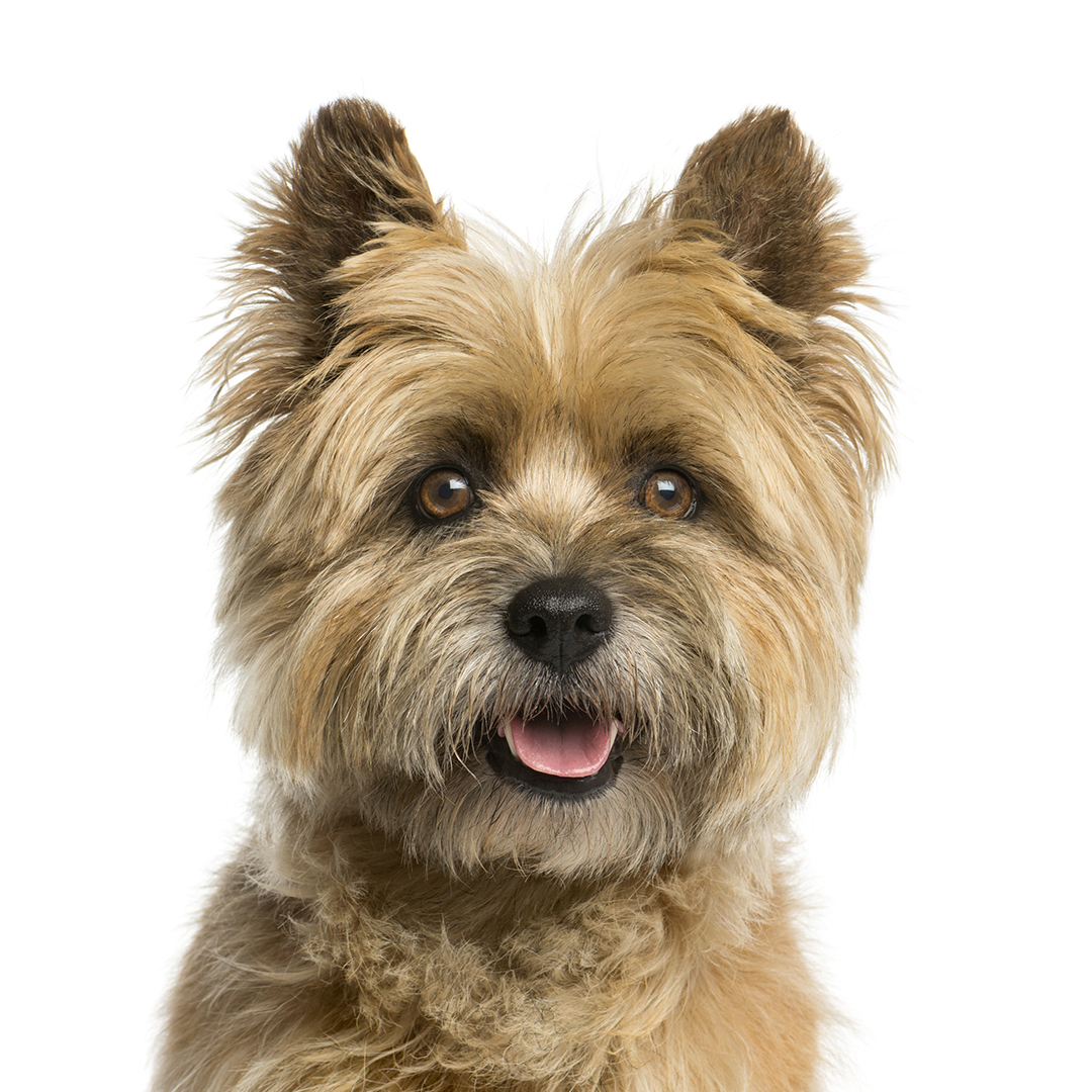 Cairn terrier Cairn terrier