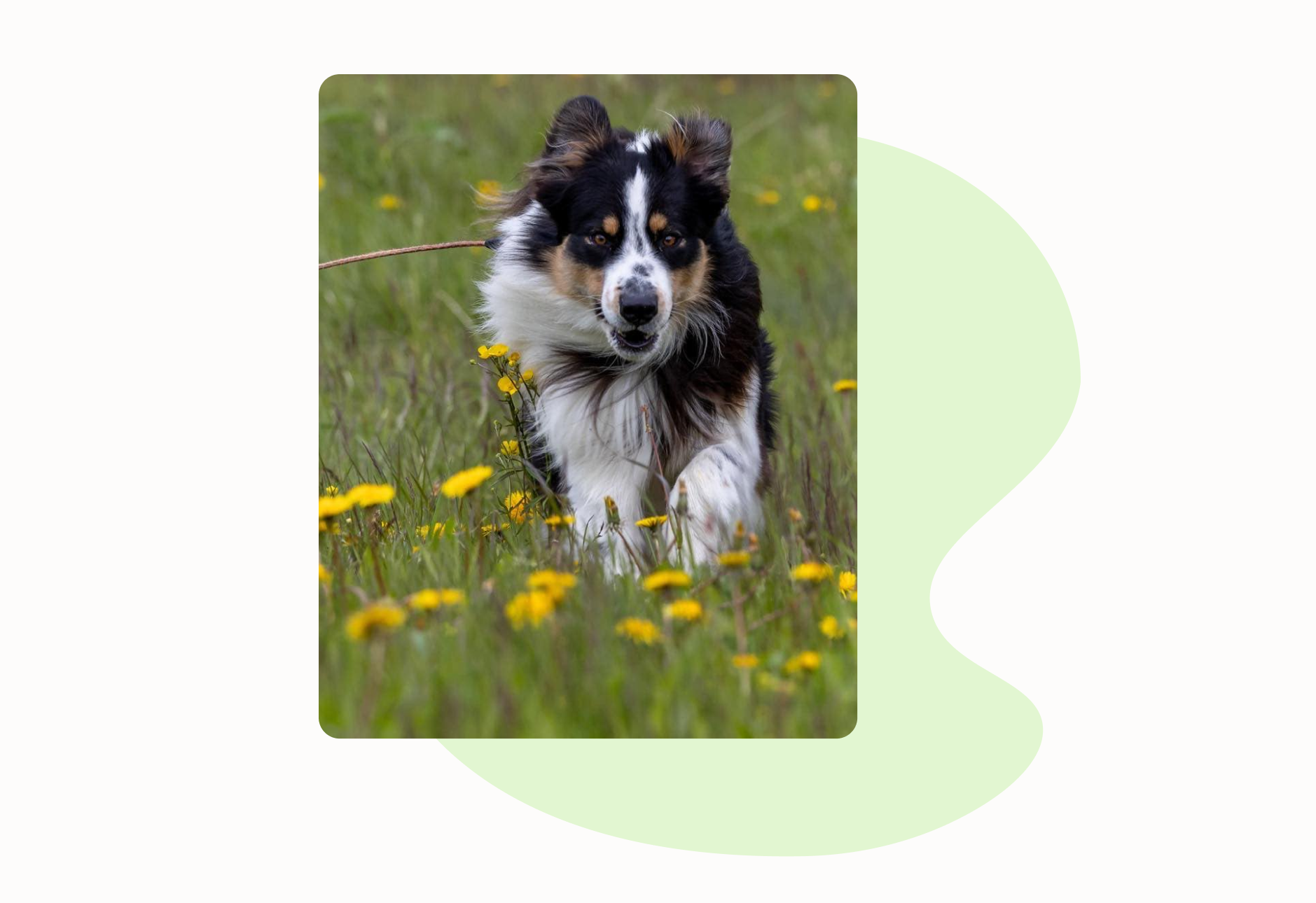 finn hunderasen som passer best for deg finn hunderasen som passer best for deg