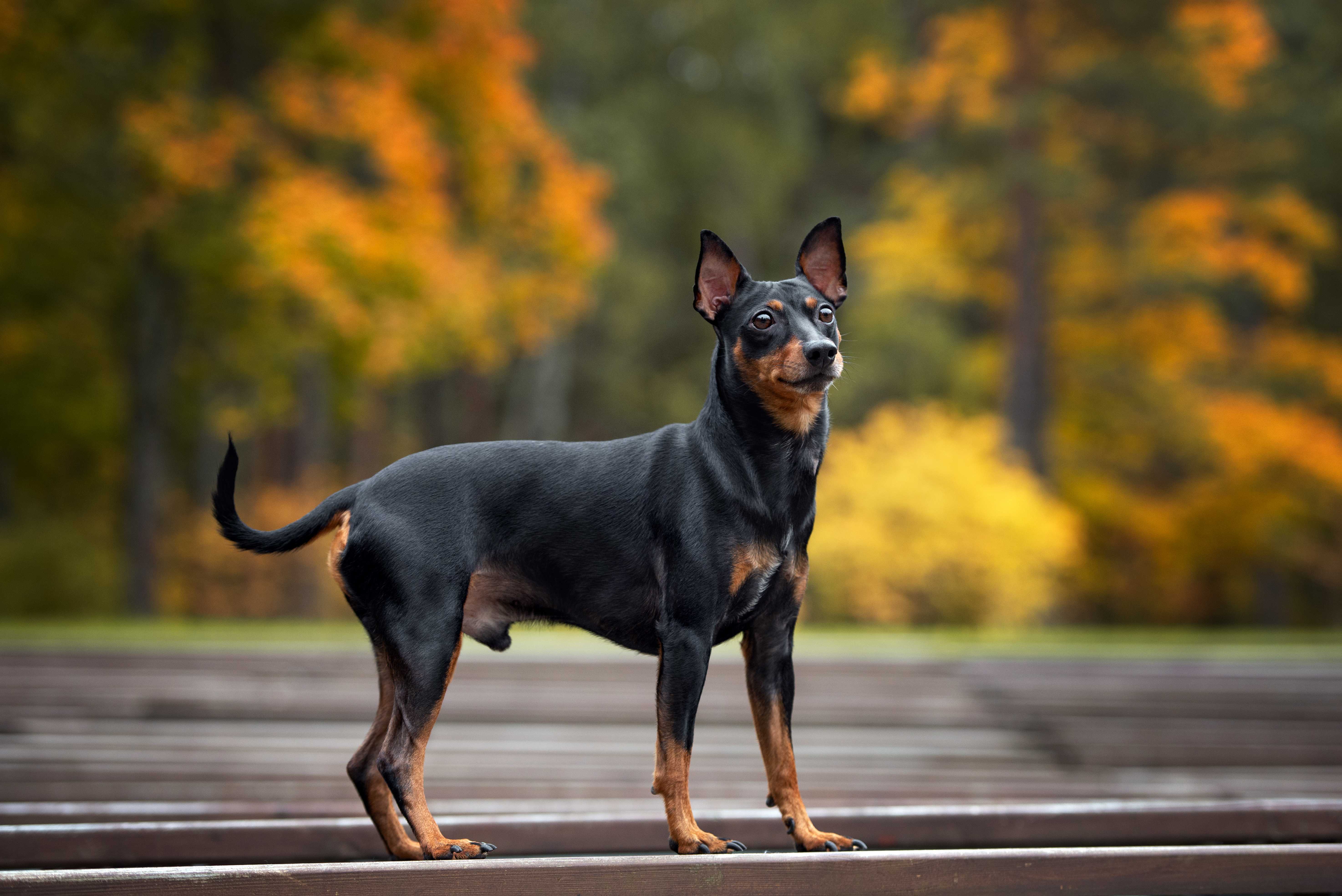 Pinscher Pinscher