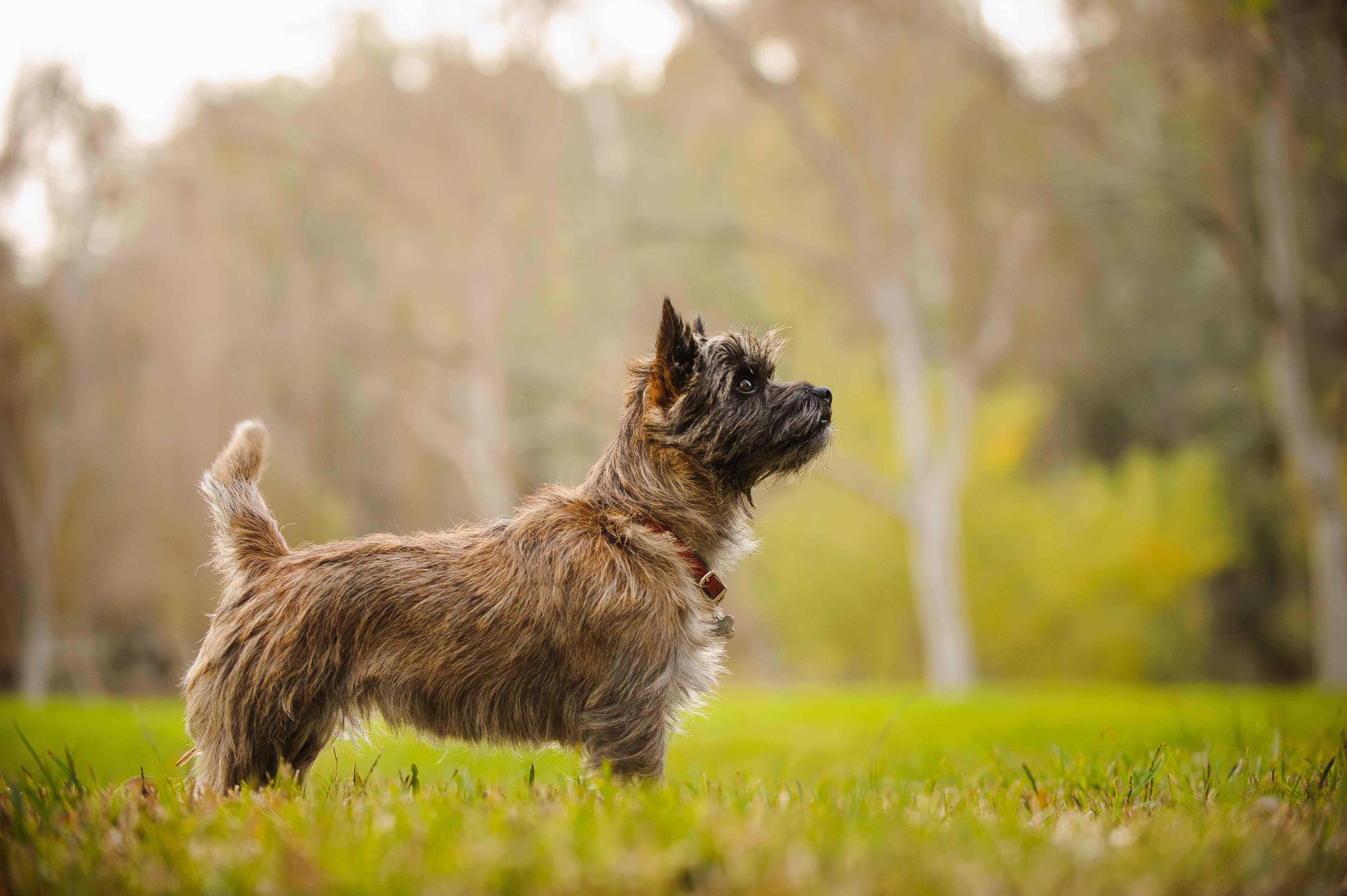 Cairn terrier Cairn terrier