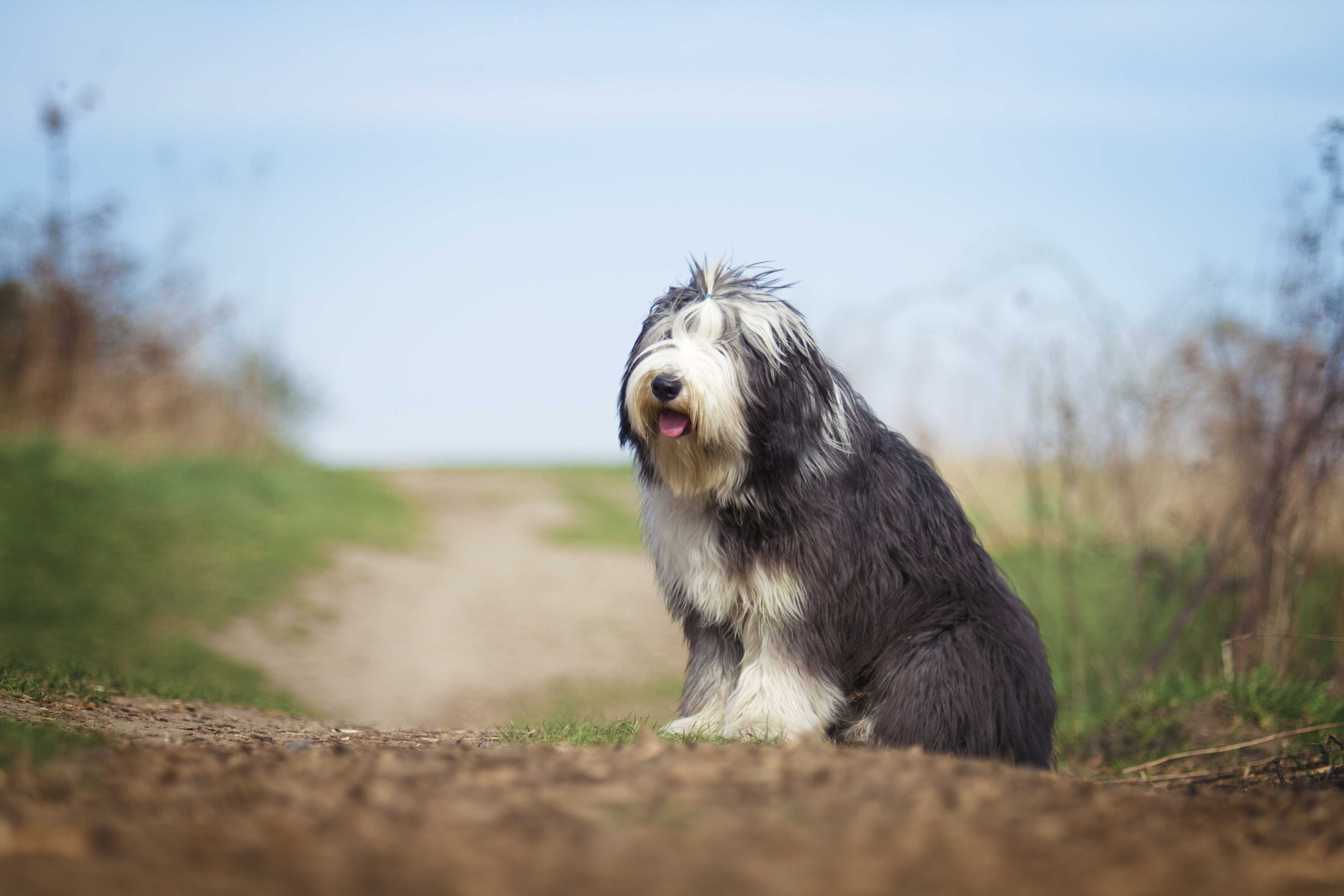 Bearded collie