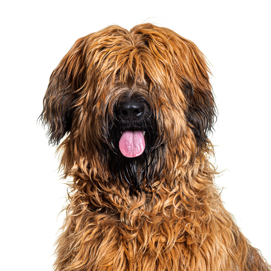 Briard Briard