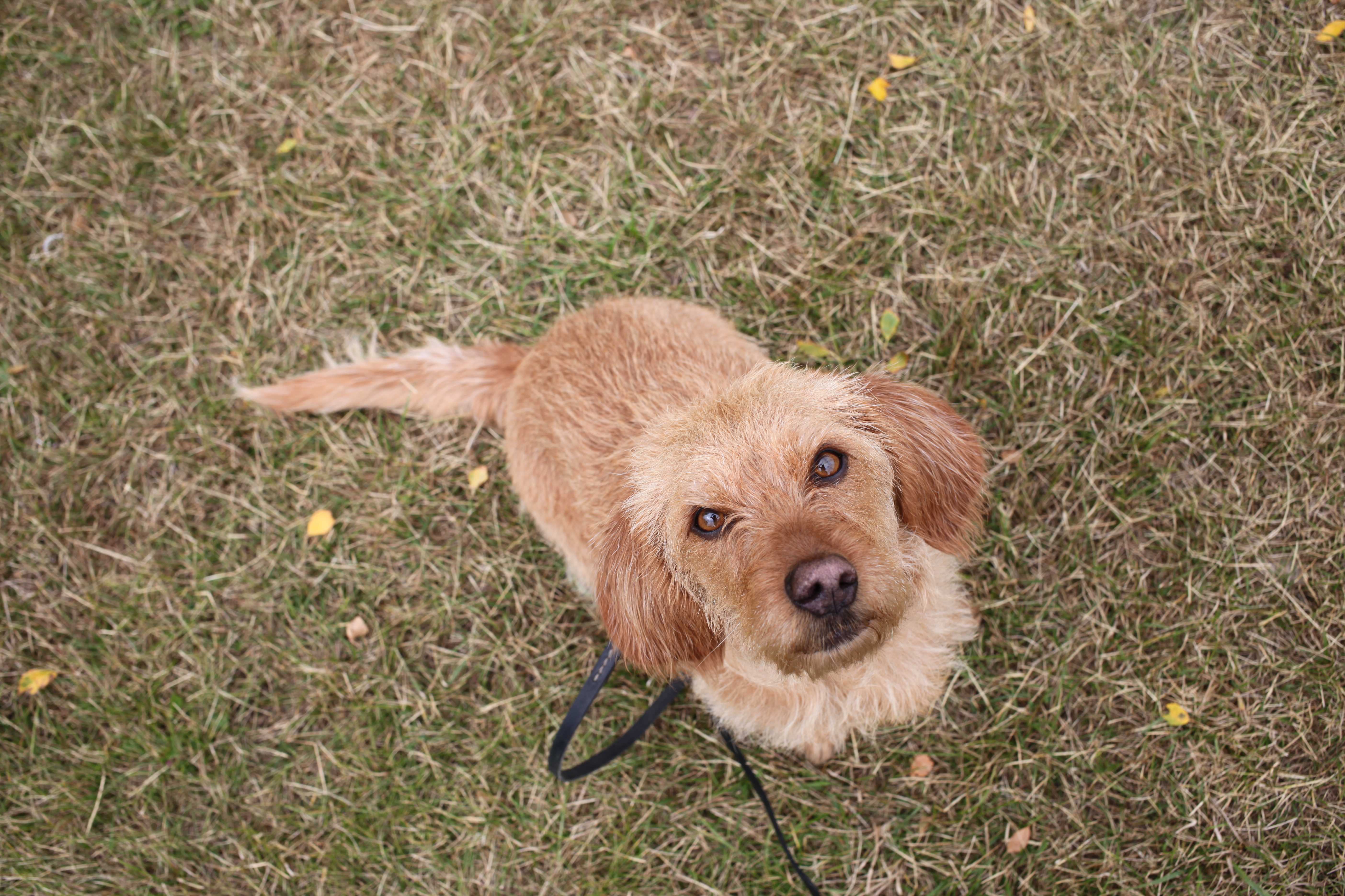 Basset fauve de bretagne