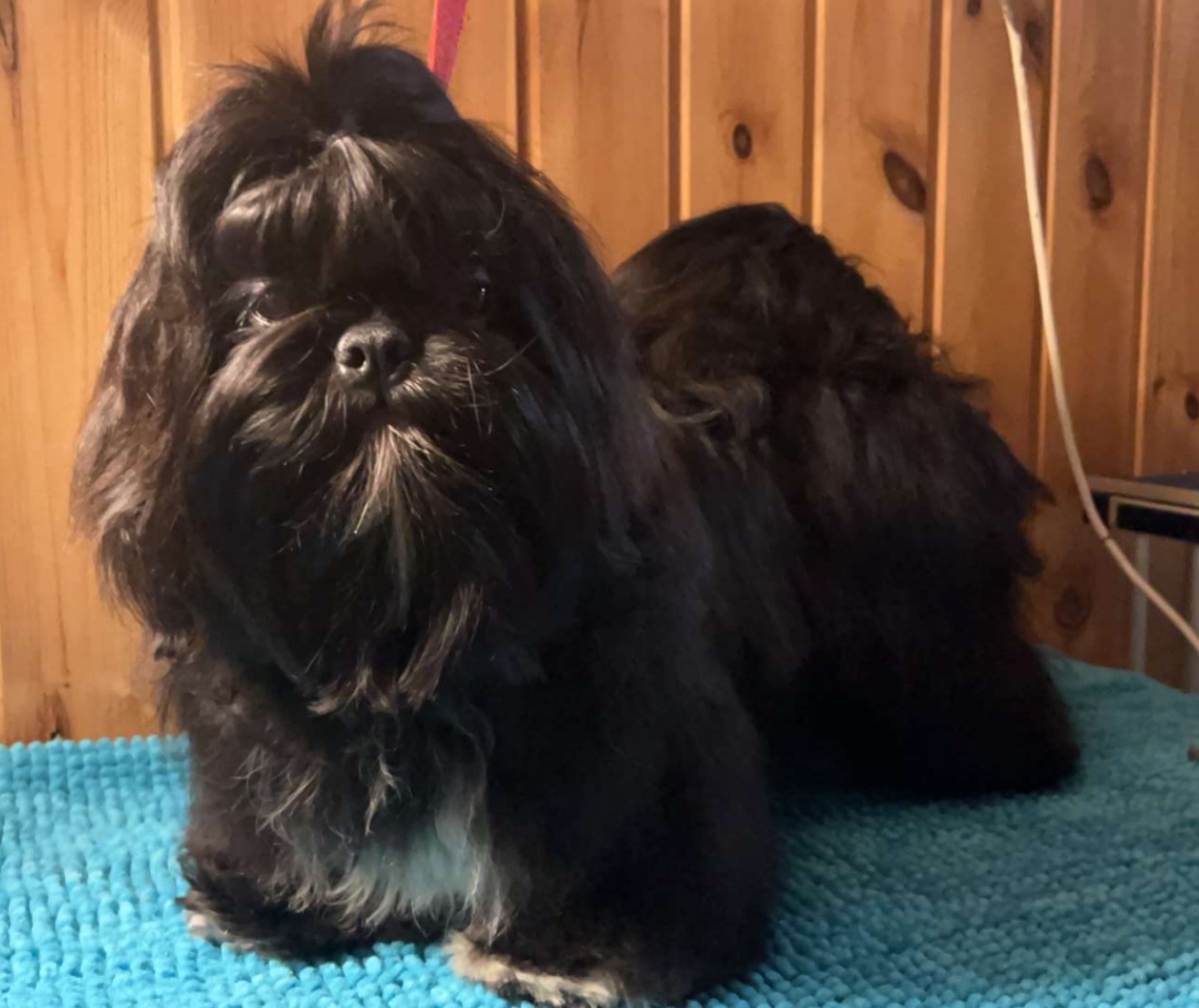Shih tzu