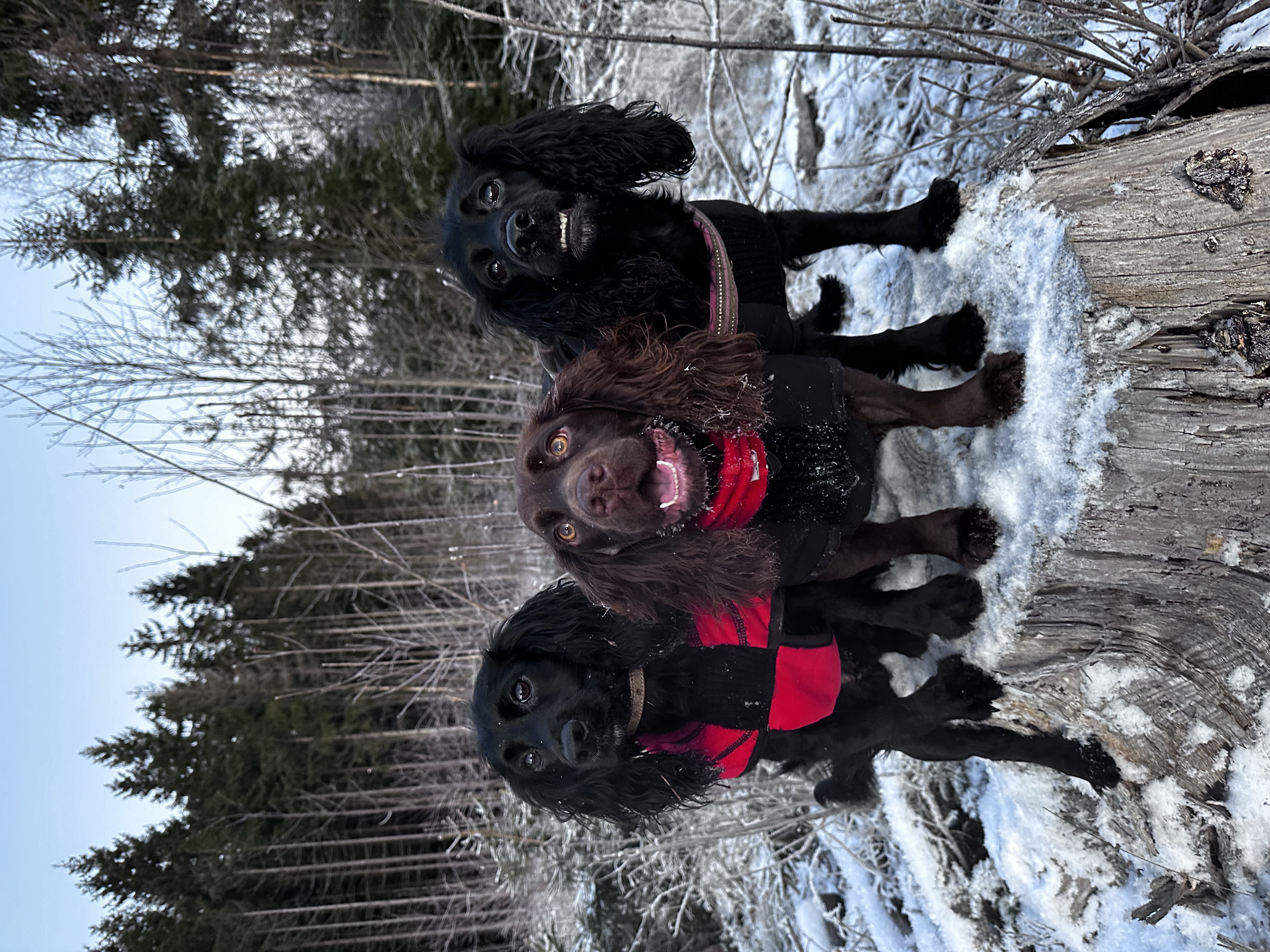 Ceathairne's Gundogs