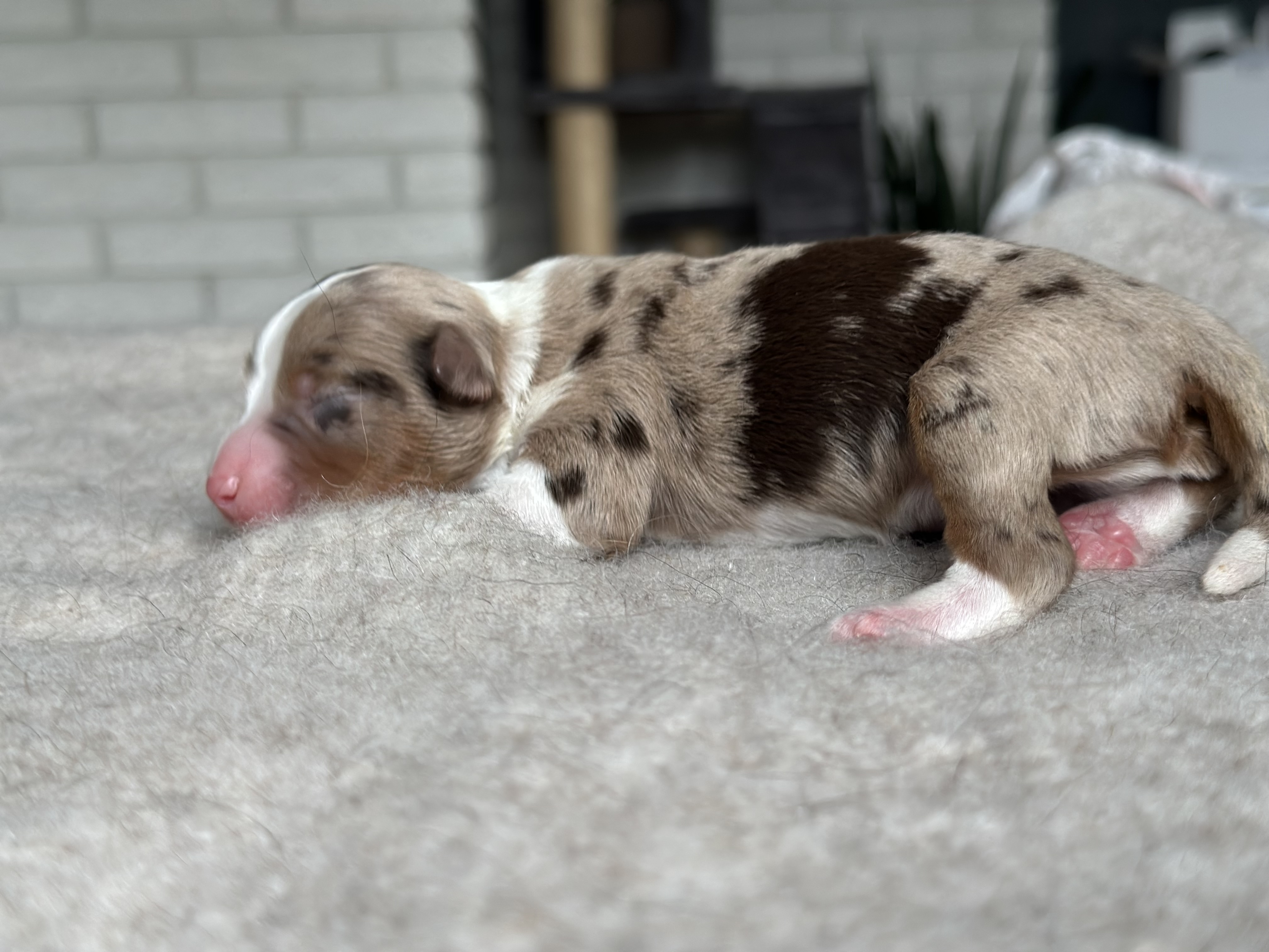 Rød merle hannhund