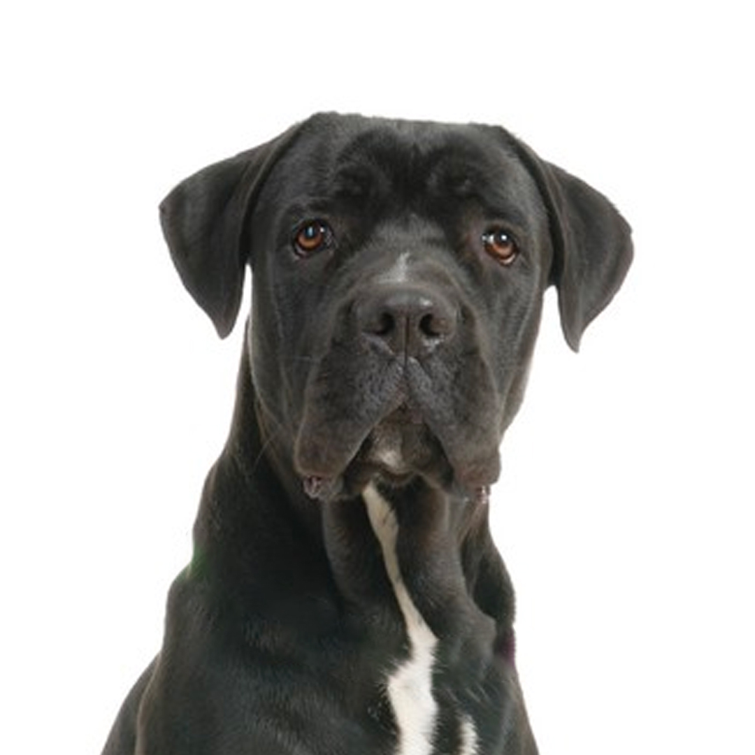 Cane corso Cane corso