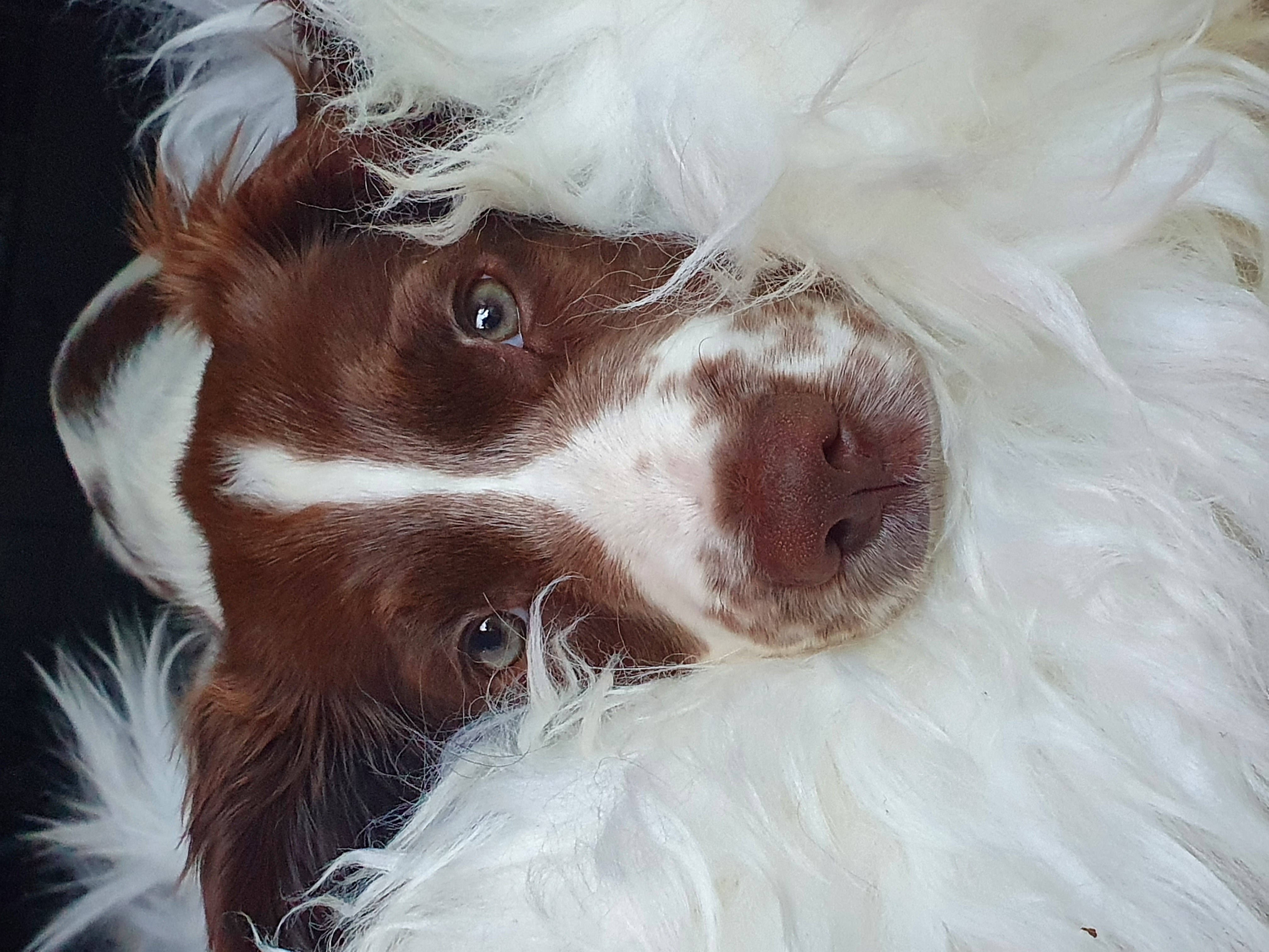 Engelsk springer spaniel