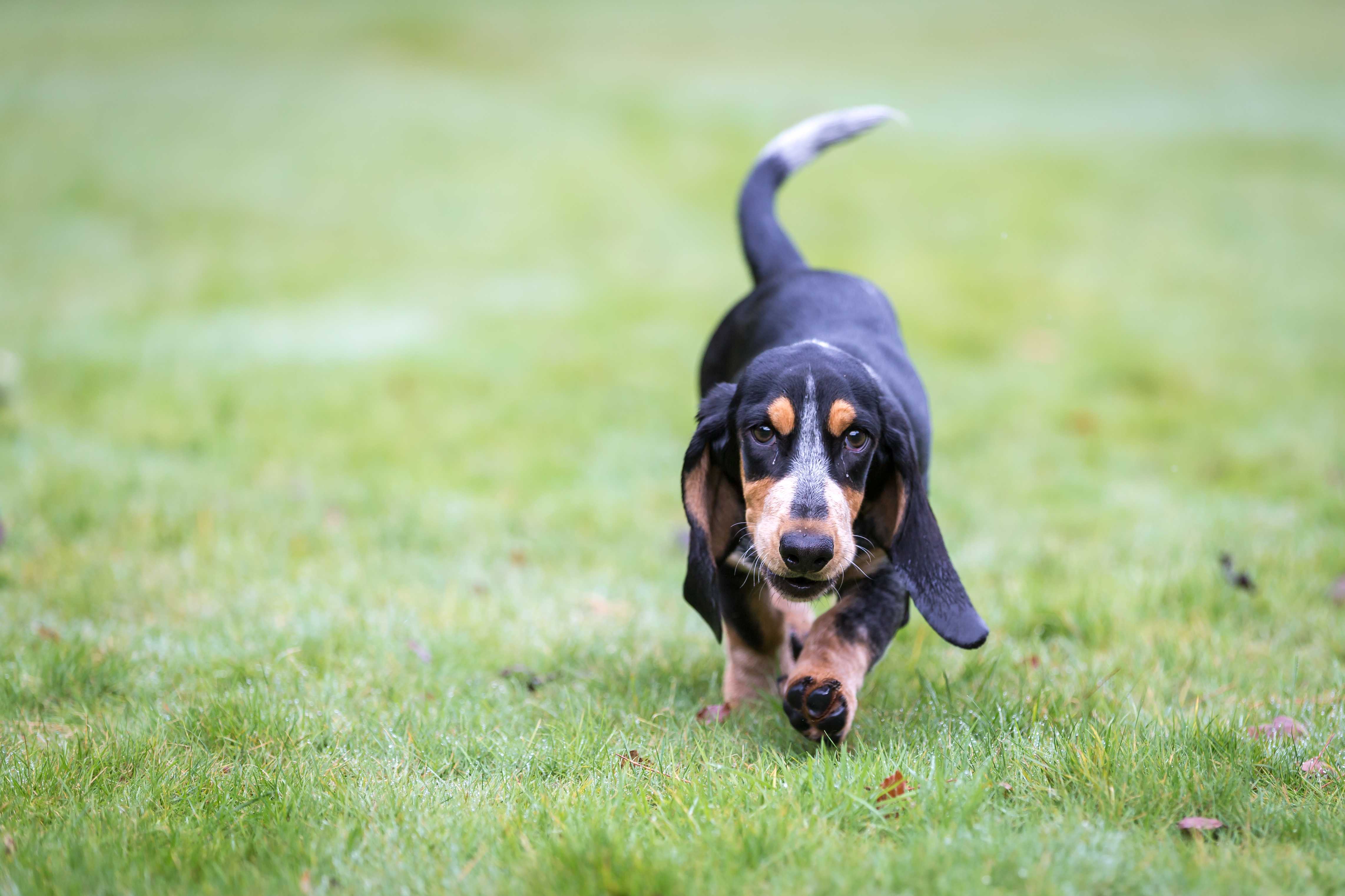 Basset Bleu de Gascogne