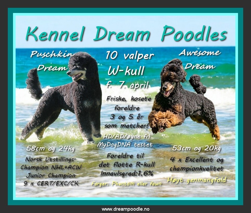 Kennel Dream Poodles W-kull