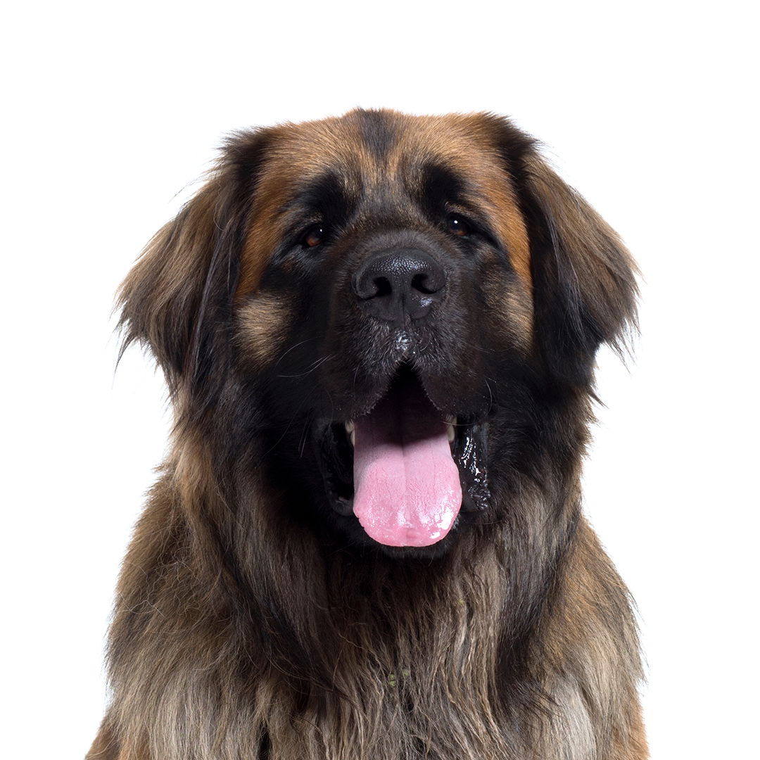 Leonberger Leonberger