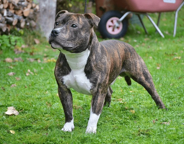 Staffordshire bull terrier