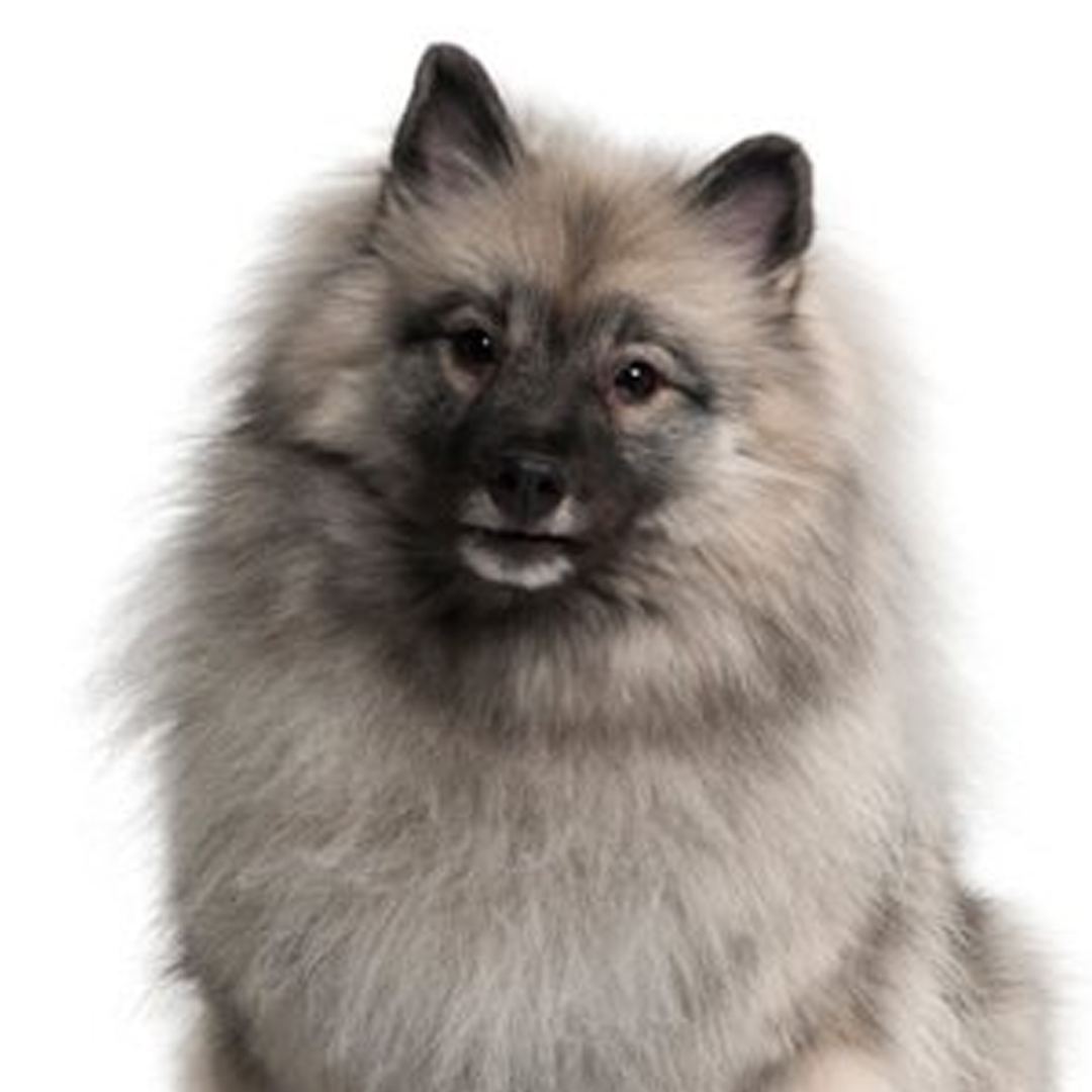 Keeshond