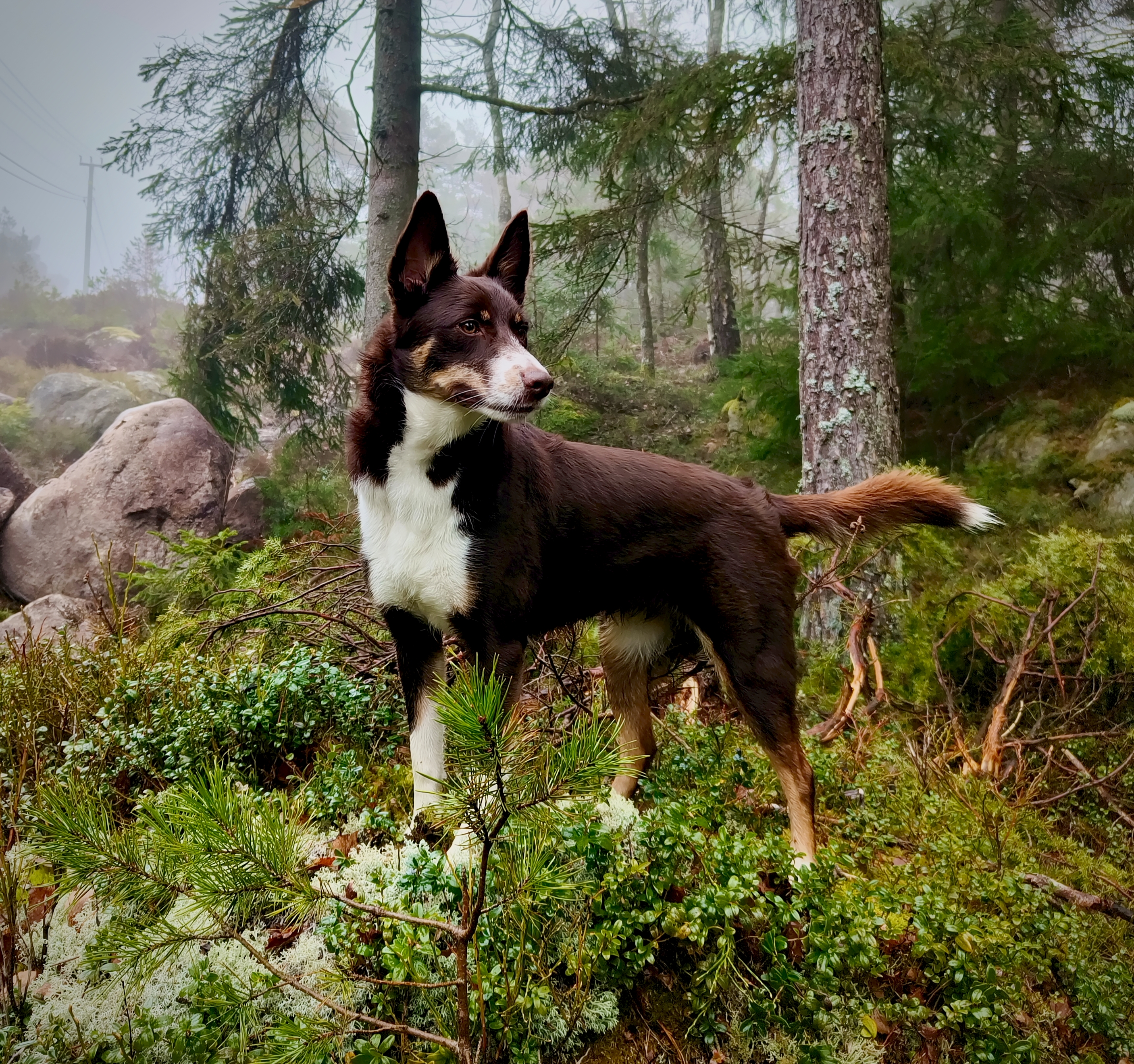 Meadowfield Billie "Bella"