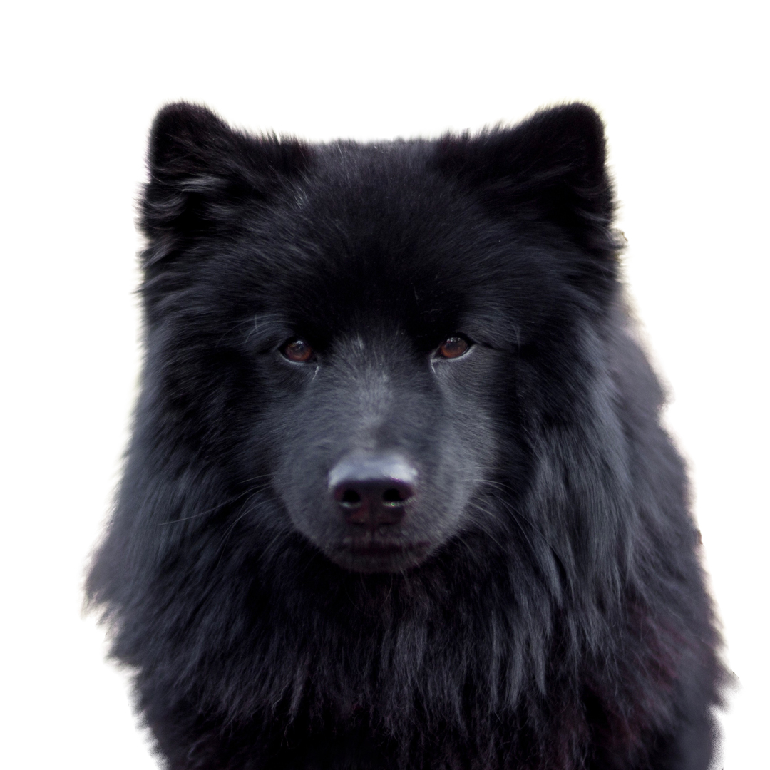 Svensk lapphund