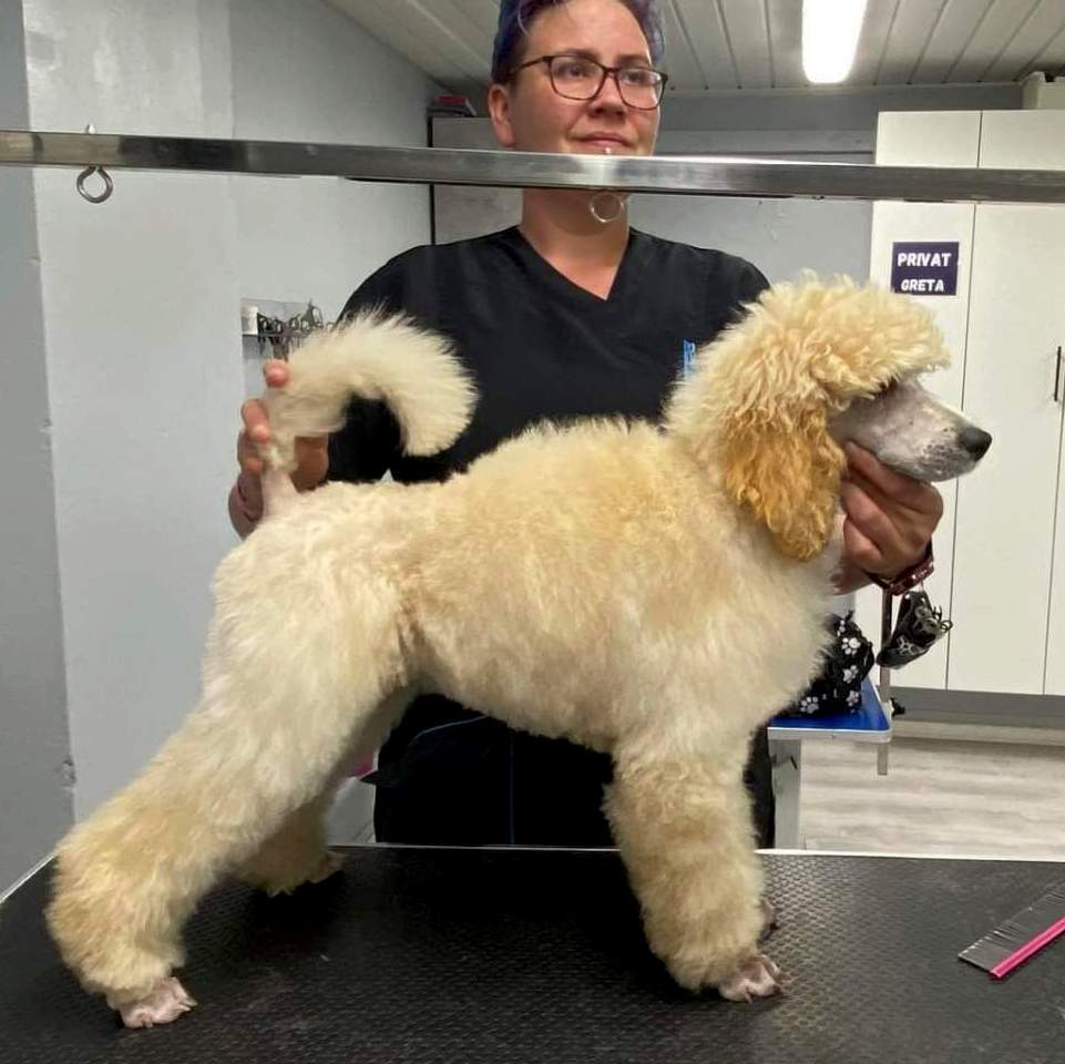 Kennel Dream Poodles X-kull
