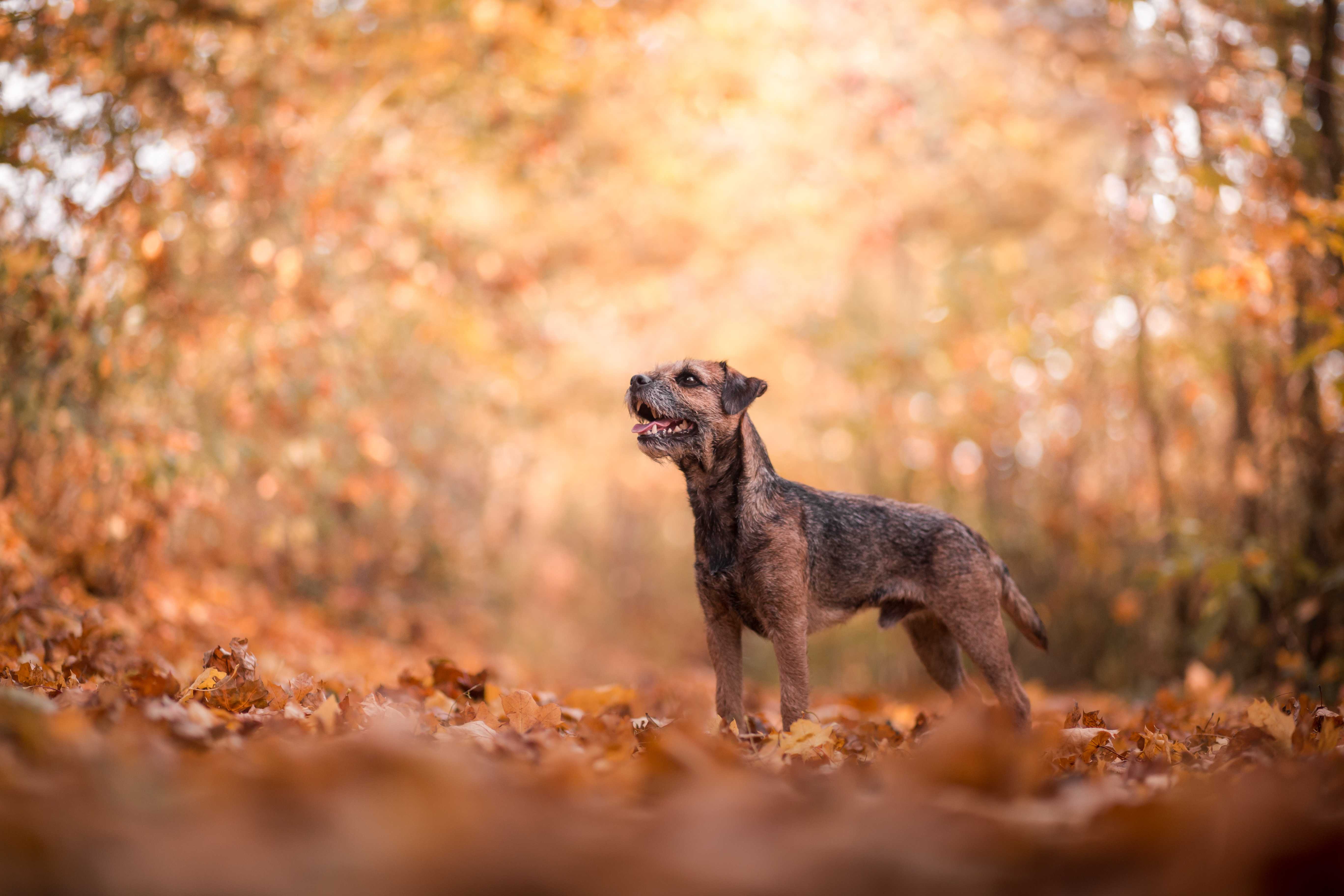 Border terrier