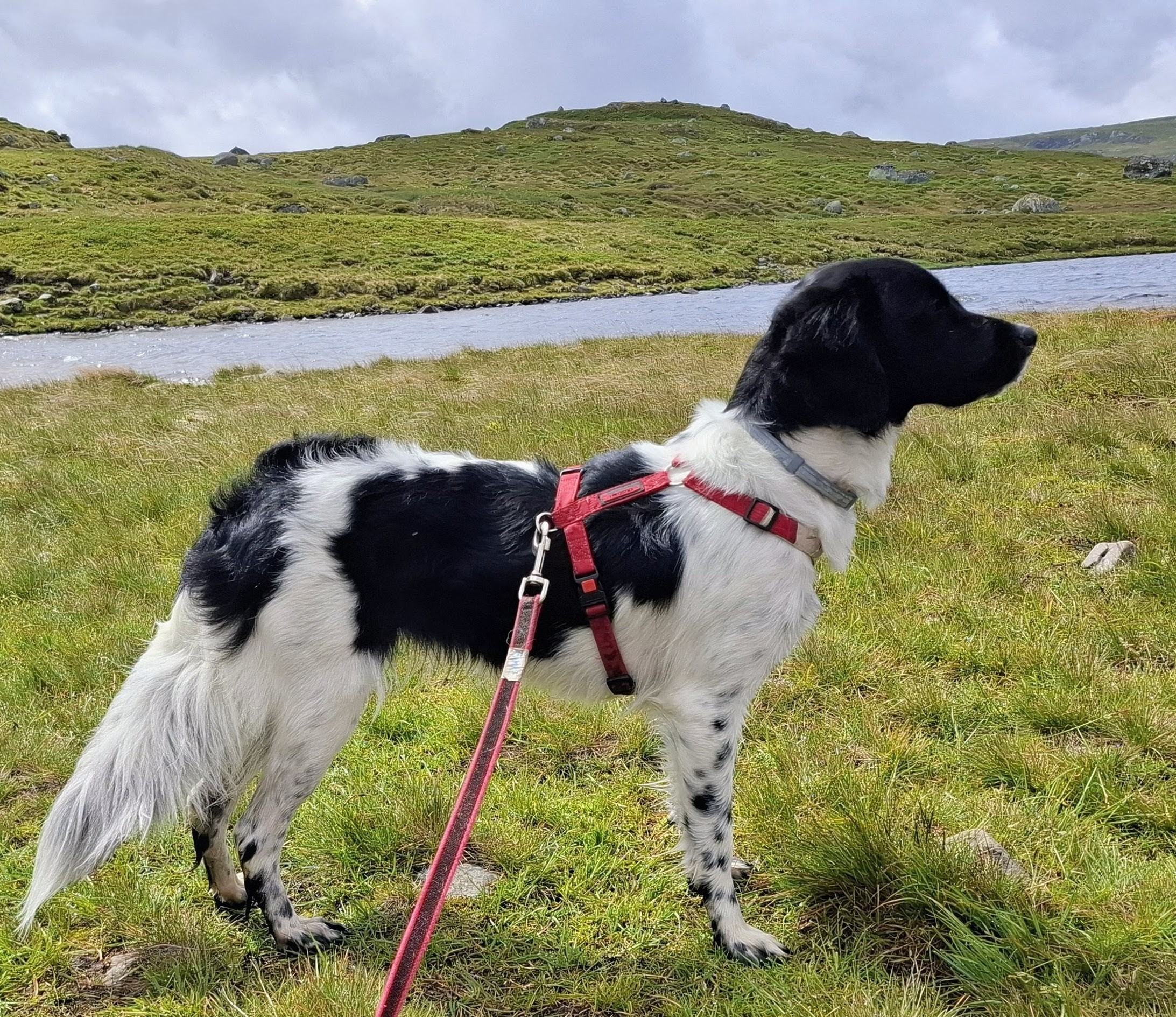 Anortositts Famke Nikkel Anortositts Famke Nikkel