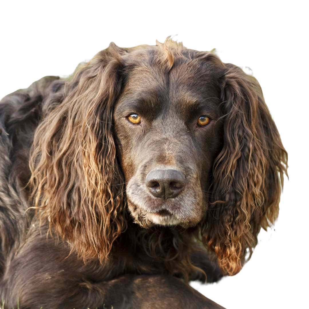 Wachtelhund Wachtelhund
